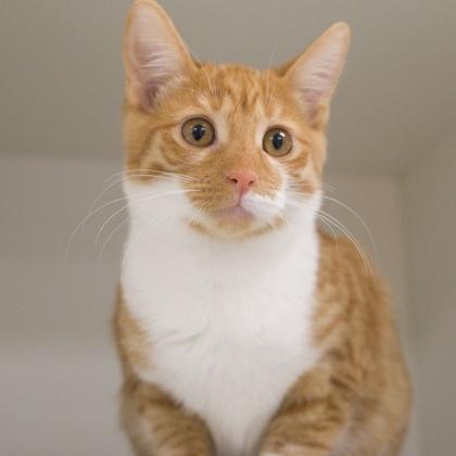 Viola, a Adoptable Domestic Short Hair in Verona, WI image 2/3