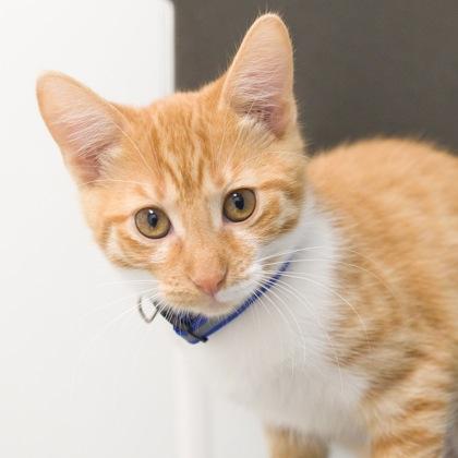 Viola, a Adoptable Domestic Short Hair in Verona, WI image 3/3