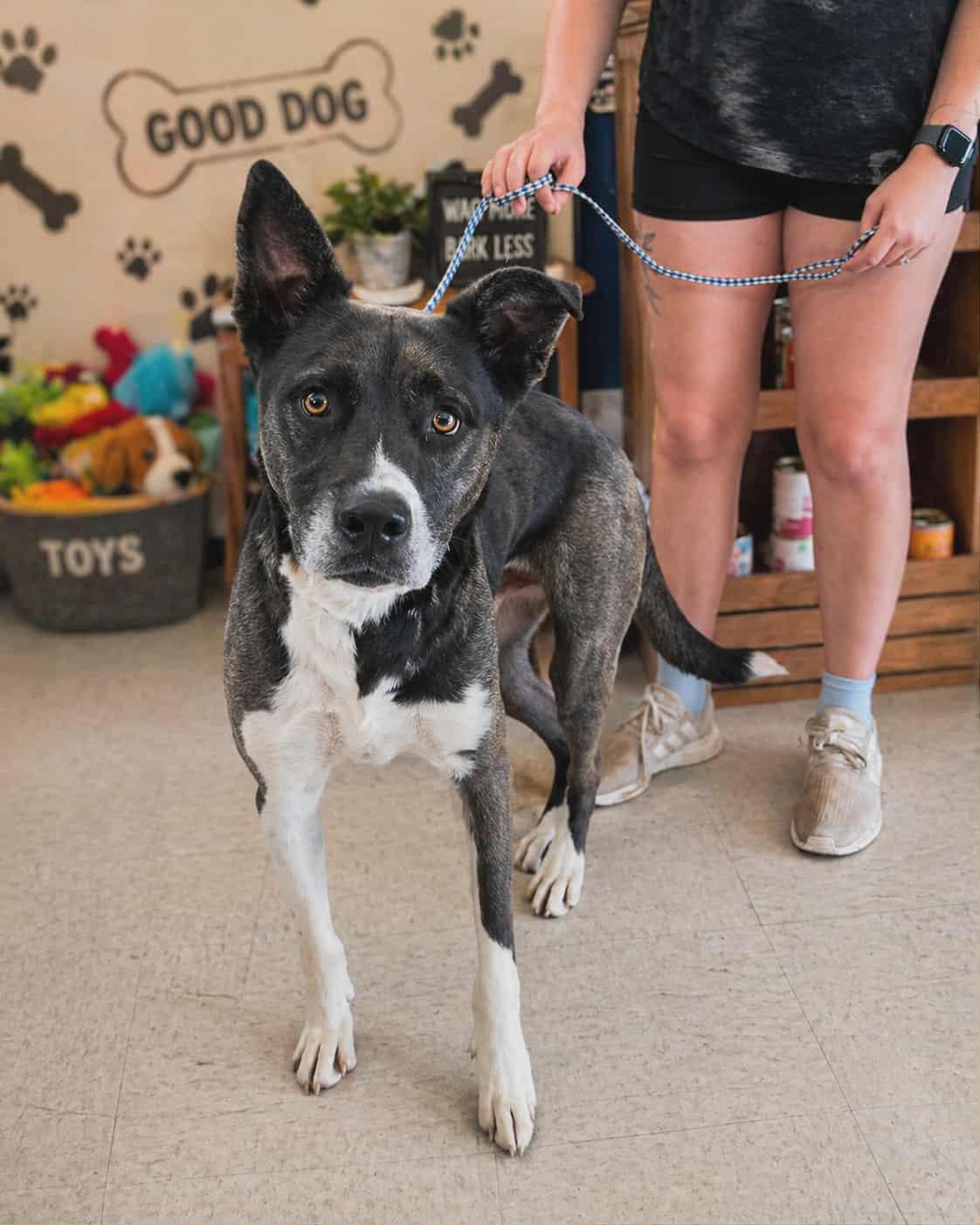 SIMON, Adoptable, Adult Male Dutch Shepherd & Australian Kelpie.
