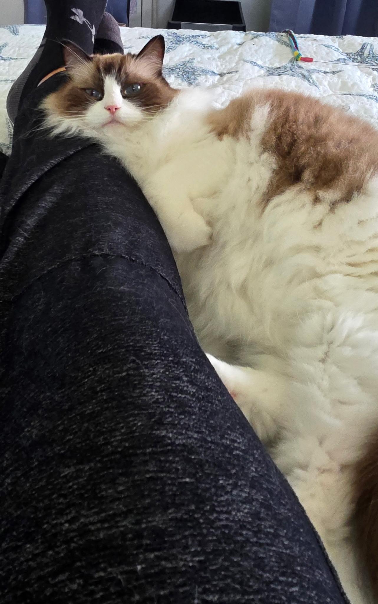 Enlarge Skylar (and Savannah), a Adopted Ragdoll in Sarasota, FL image 2/3