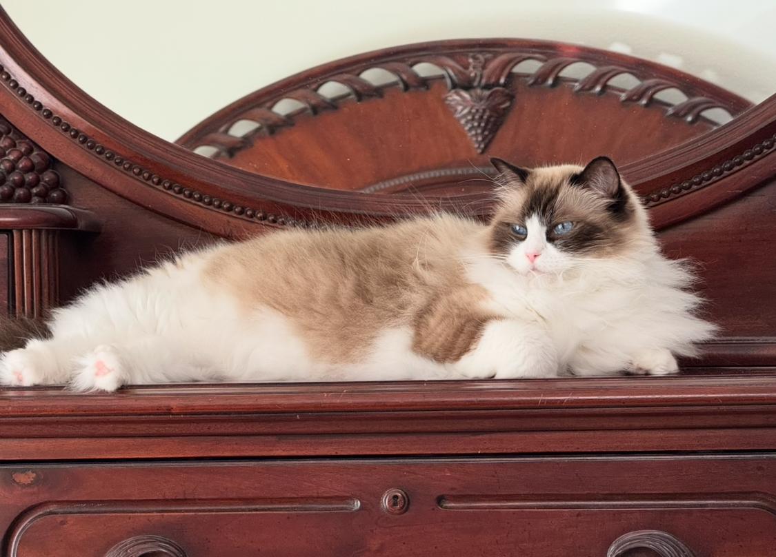 Enlarge Skylar (and Savannah), a Adopted Ragdoll in Sarasota, FL image 3/3