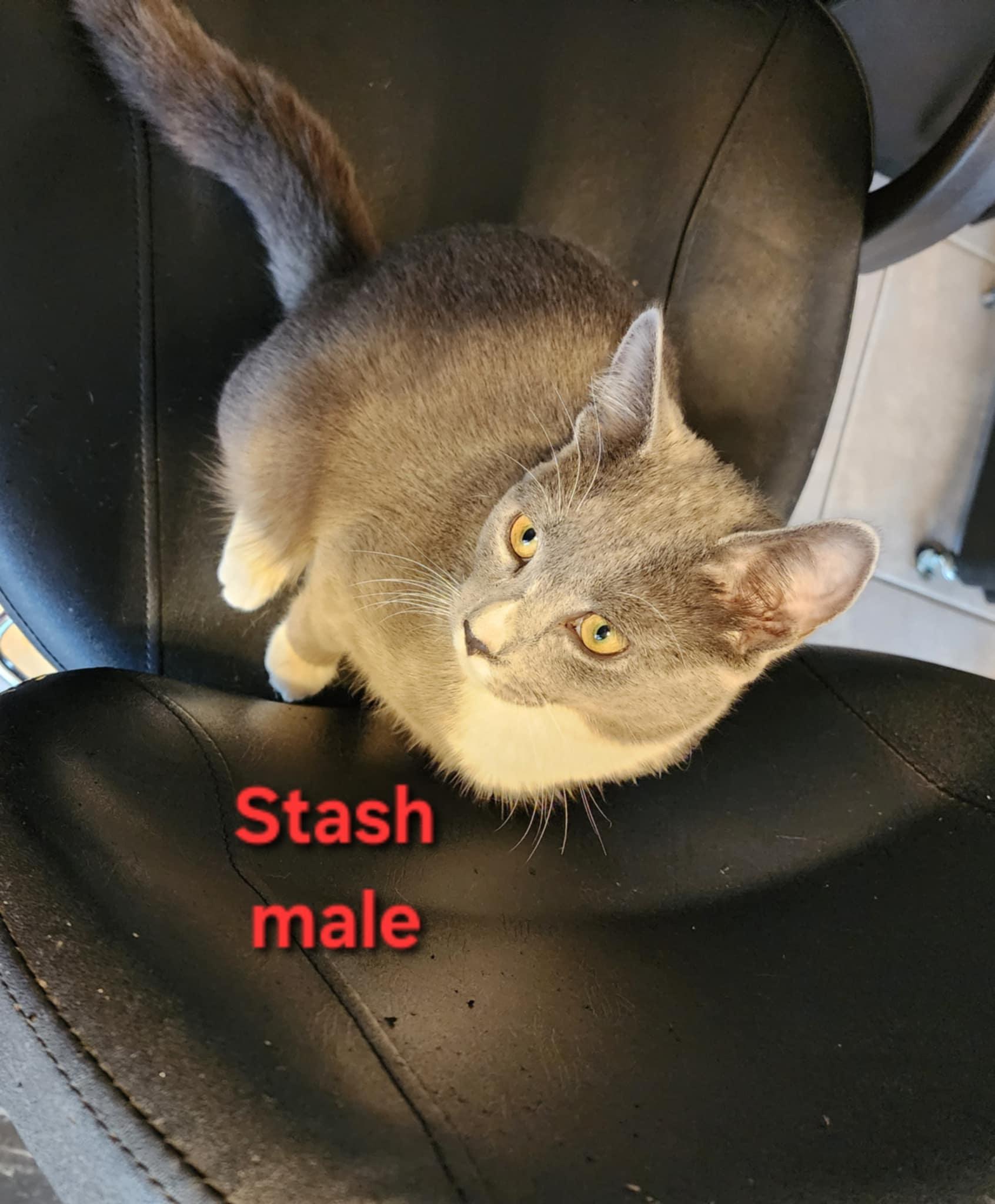 Captain Crook & Stache- BONDED PAIR, a Adoptable Domestic Short Hair in Woodstock, CT image 2/2