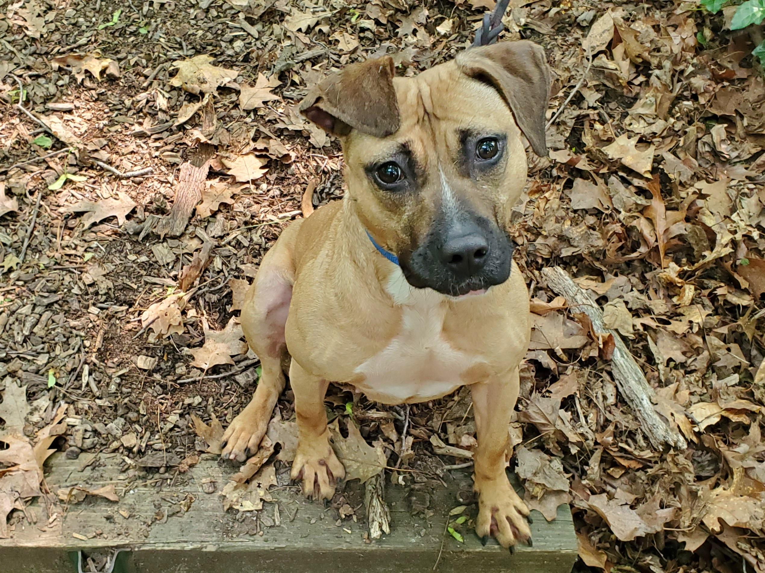 Harley, Adoptable, Adult Female Pit Bull Terrier.