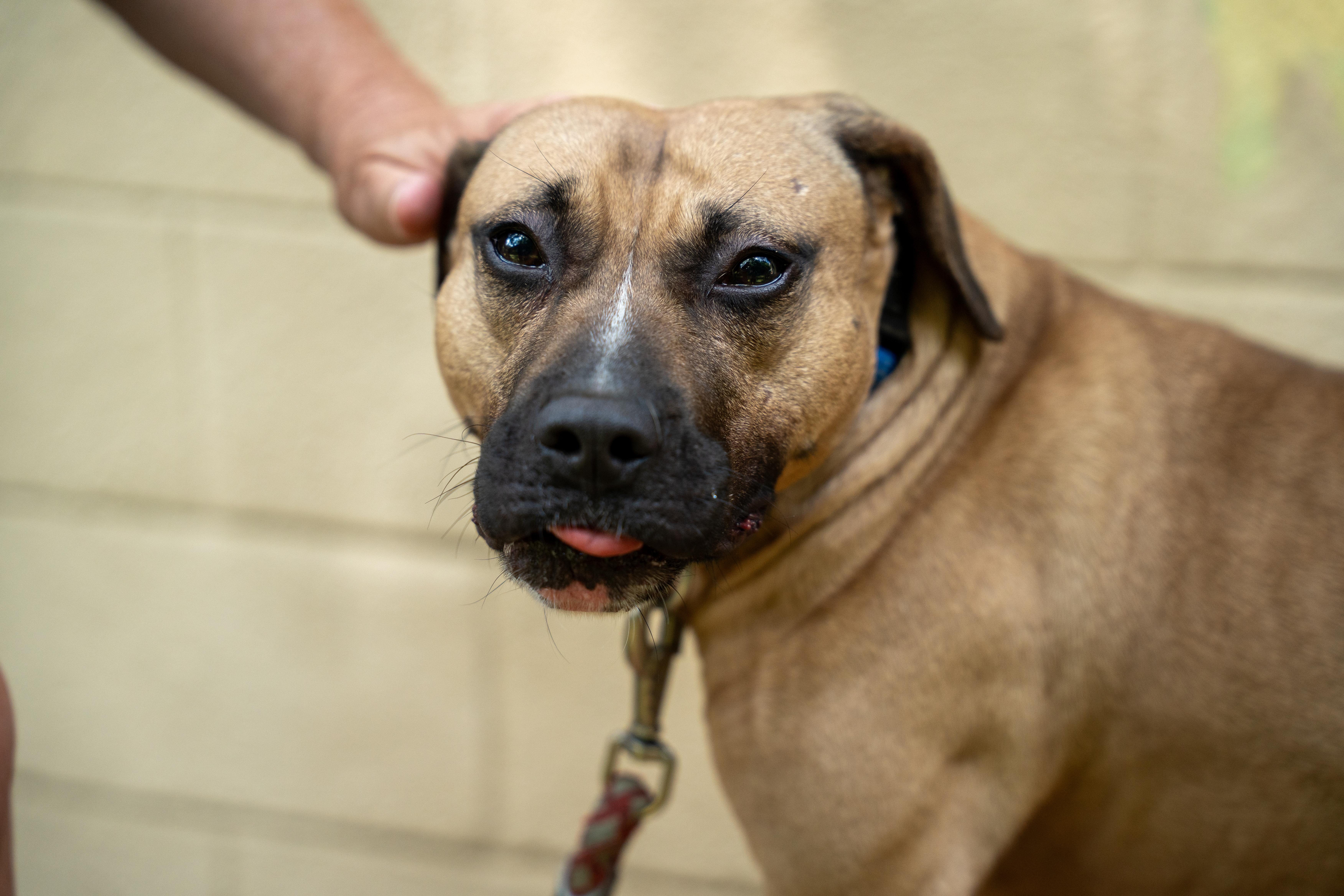 Harley, a Adoptable Pit Bull Terrier in Port Washington, NY image 2/5