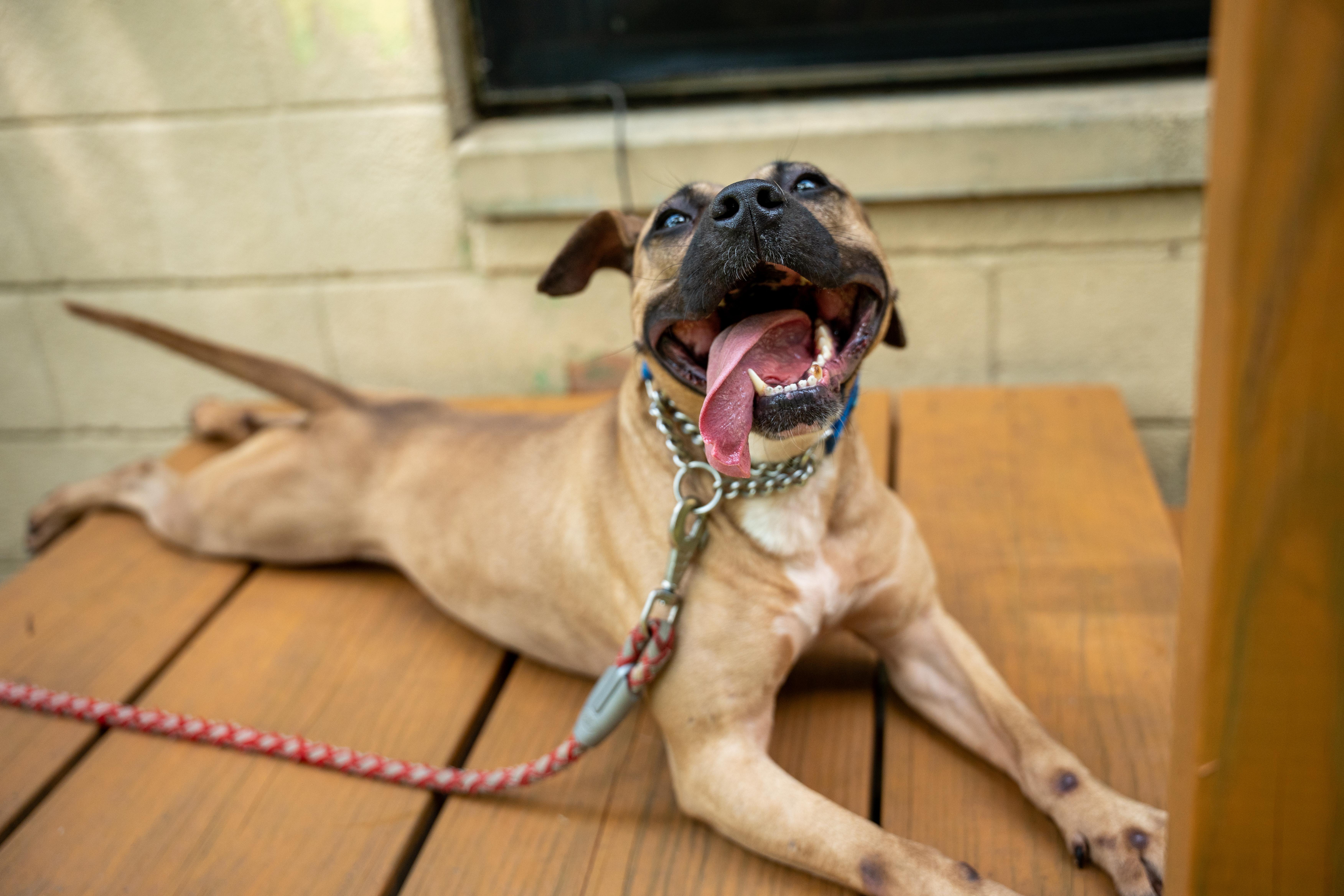 Harley, a Adoptable Pit Bull Terrier in Port Washington, NY image 5/5
