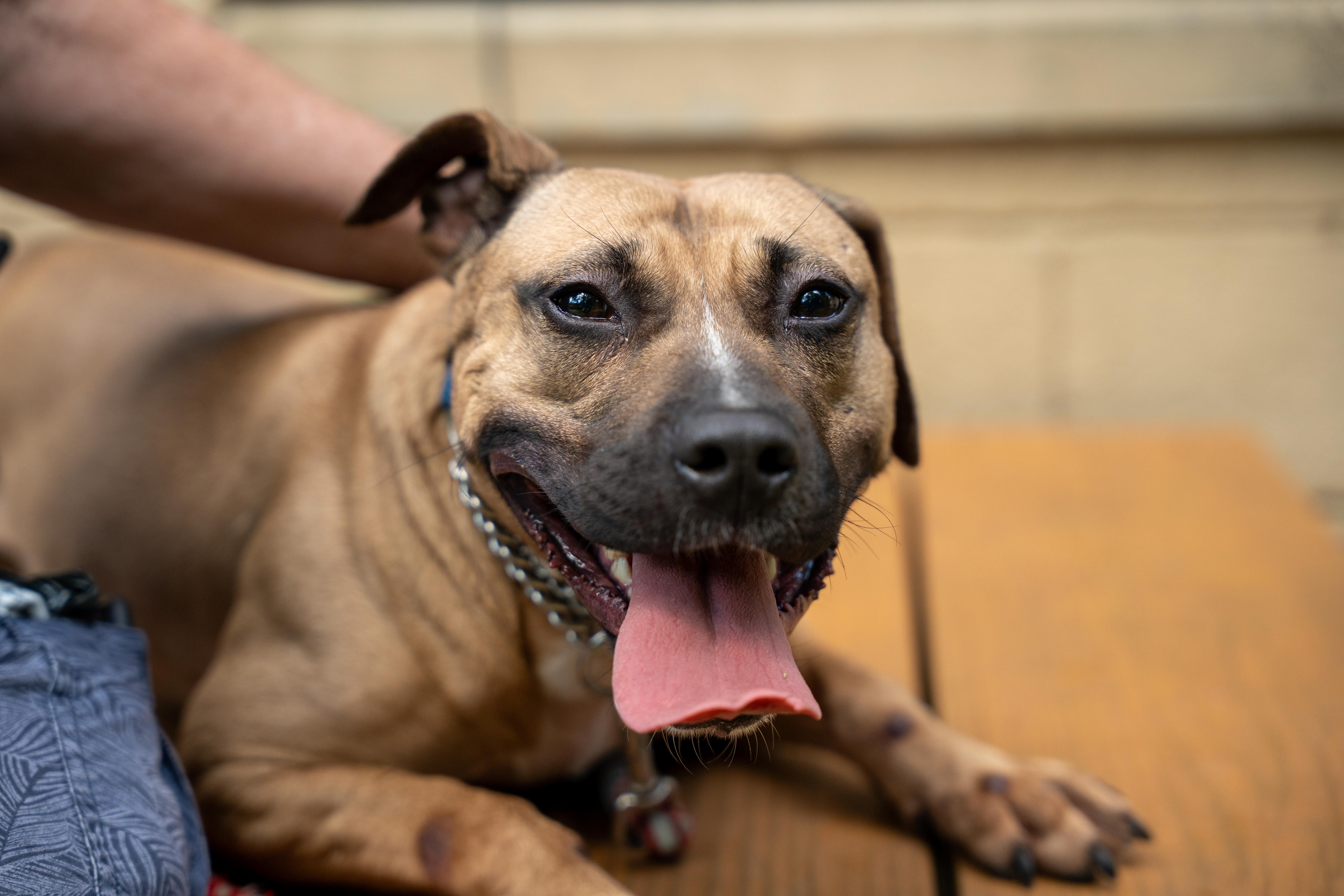 Harley, a Adoptable Pit Bull Terrier in Port Washington, NY image 1/5