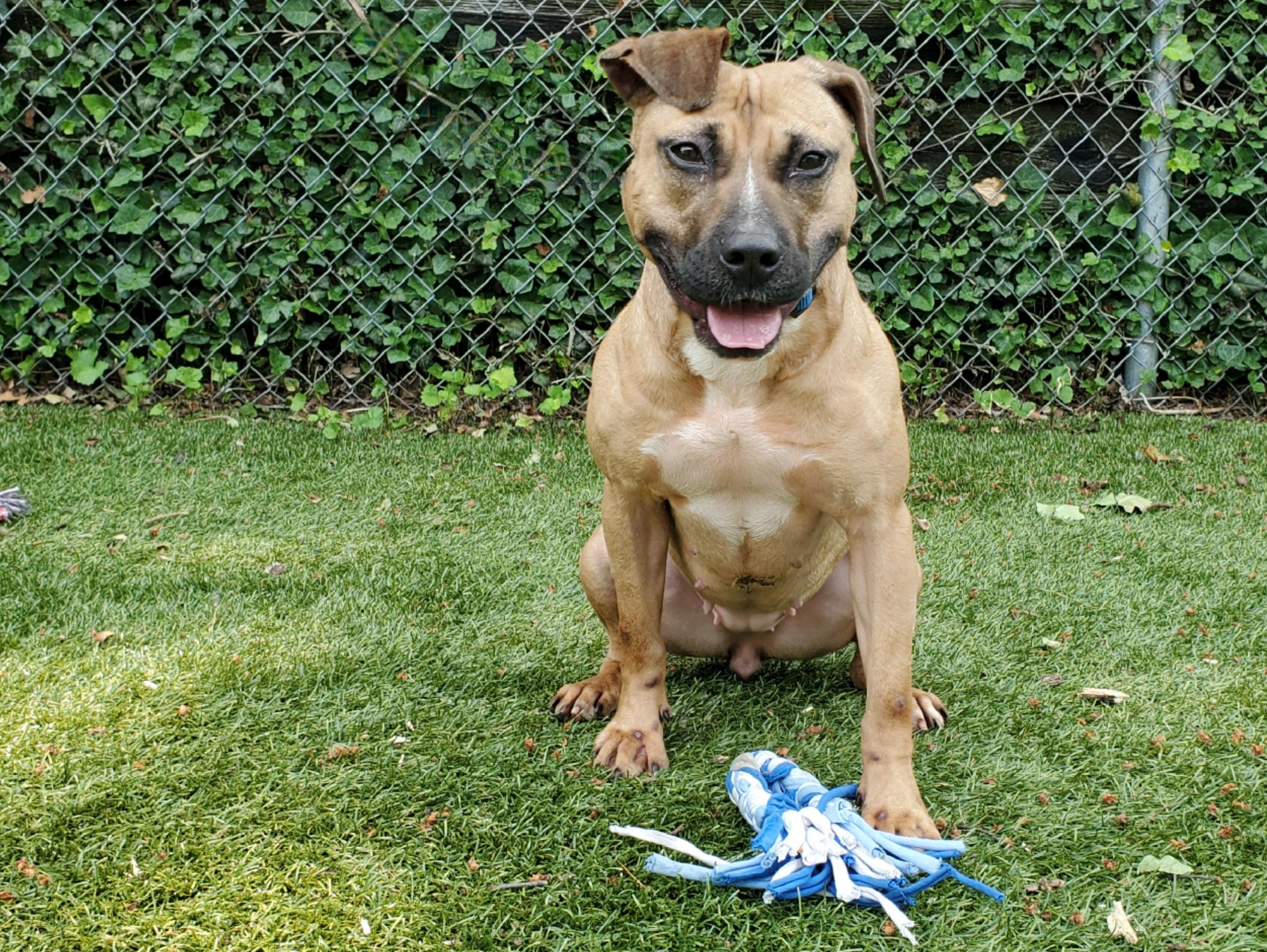 Enlarge Harley, a Adoptable Pit Bull Terrier in Port Washington, NY image 2/4