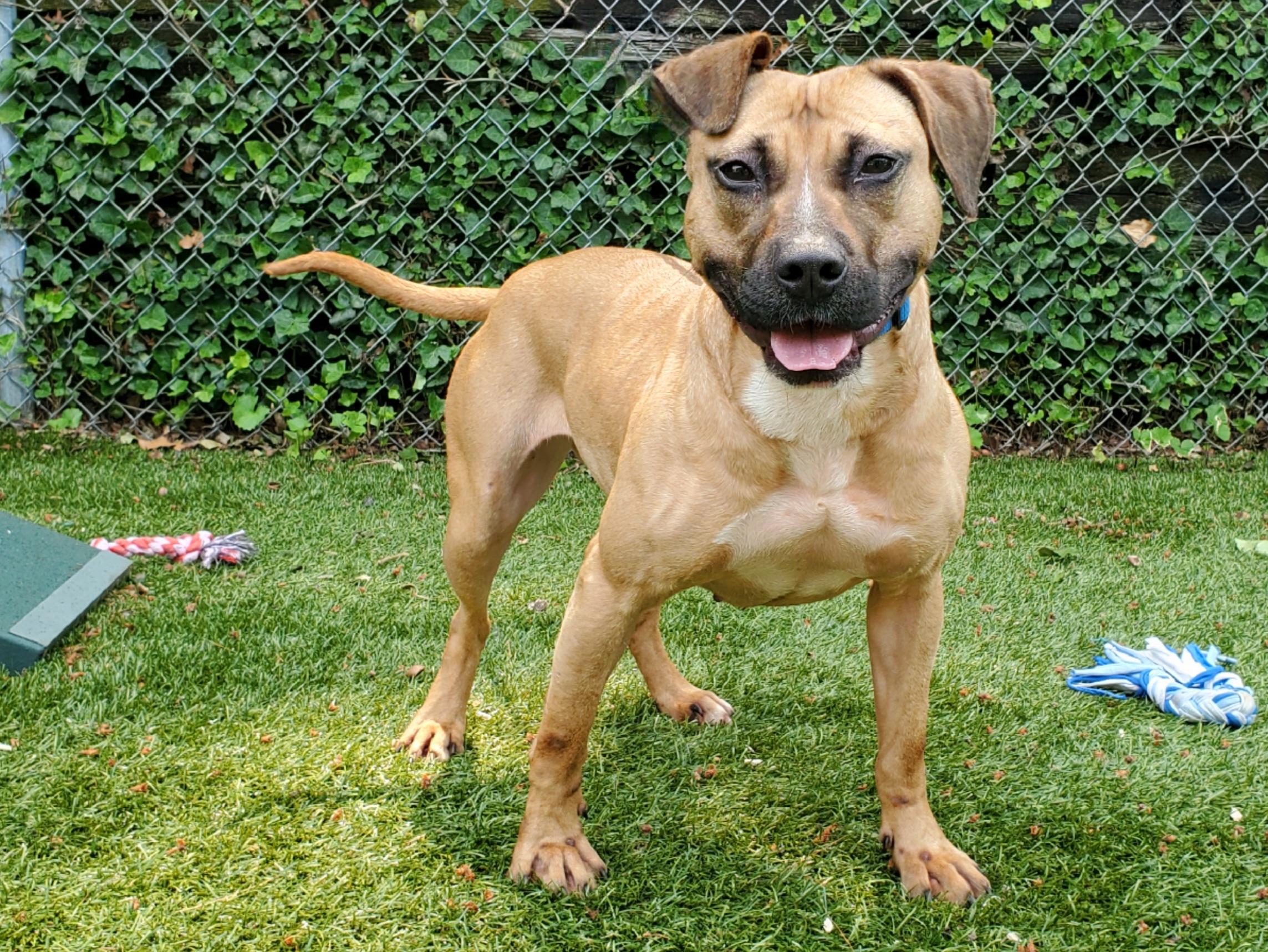 Enlarge Harley, a Adoptable Pit Bull Terrier in Port Washington, NY image 3/4