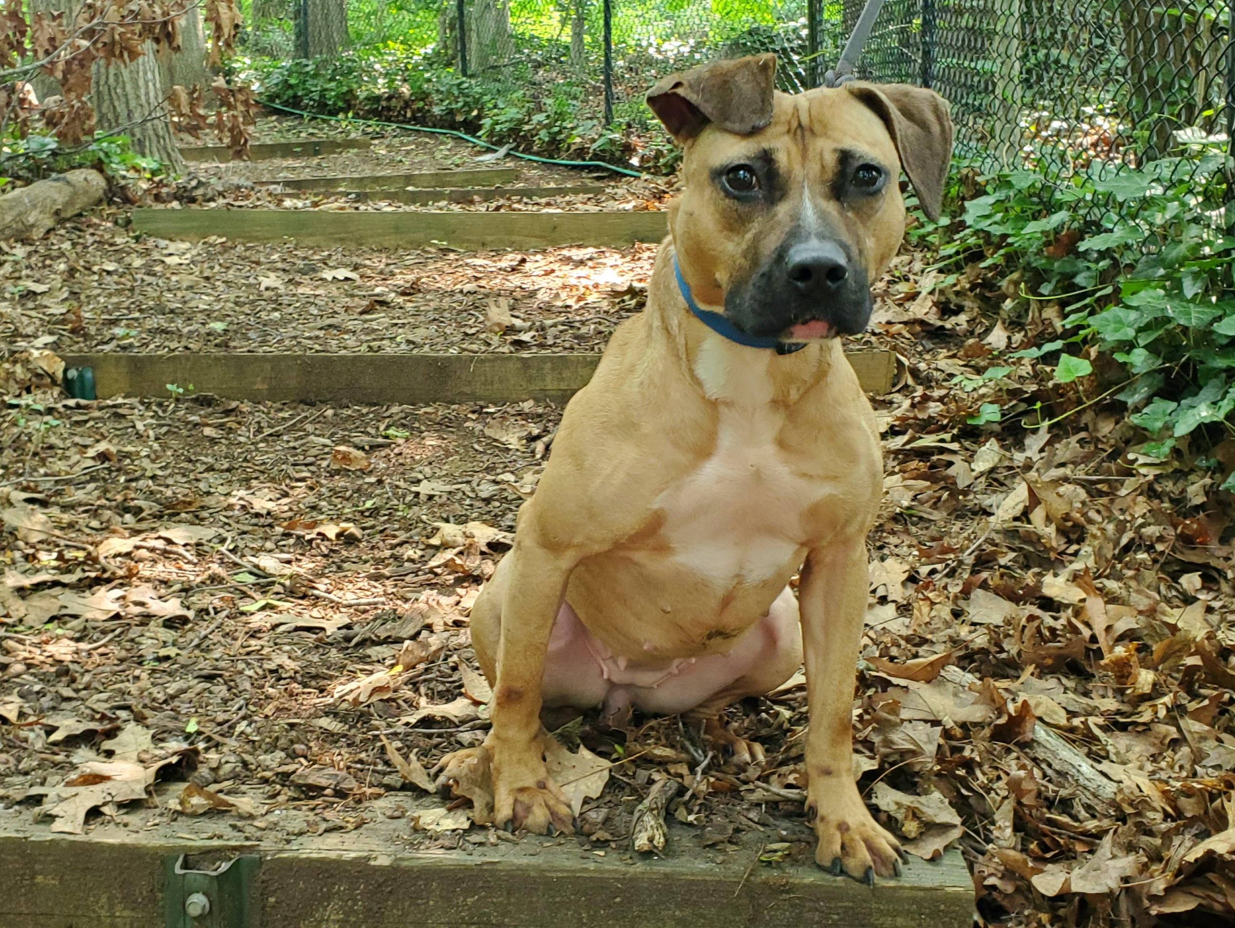 Enlarge Harley, a Adoptable Pit Bull Terrier in Port Washington, NY image 4/4