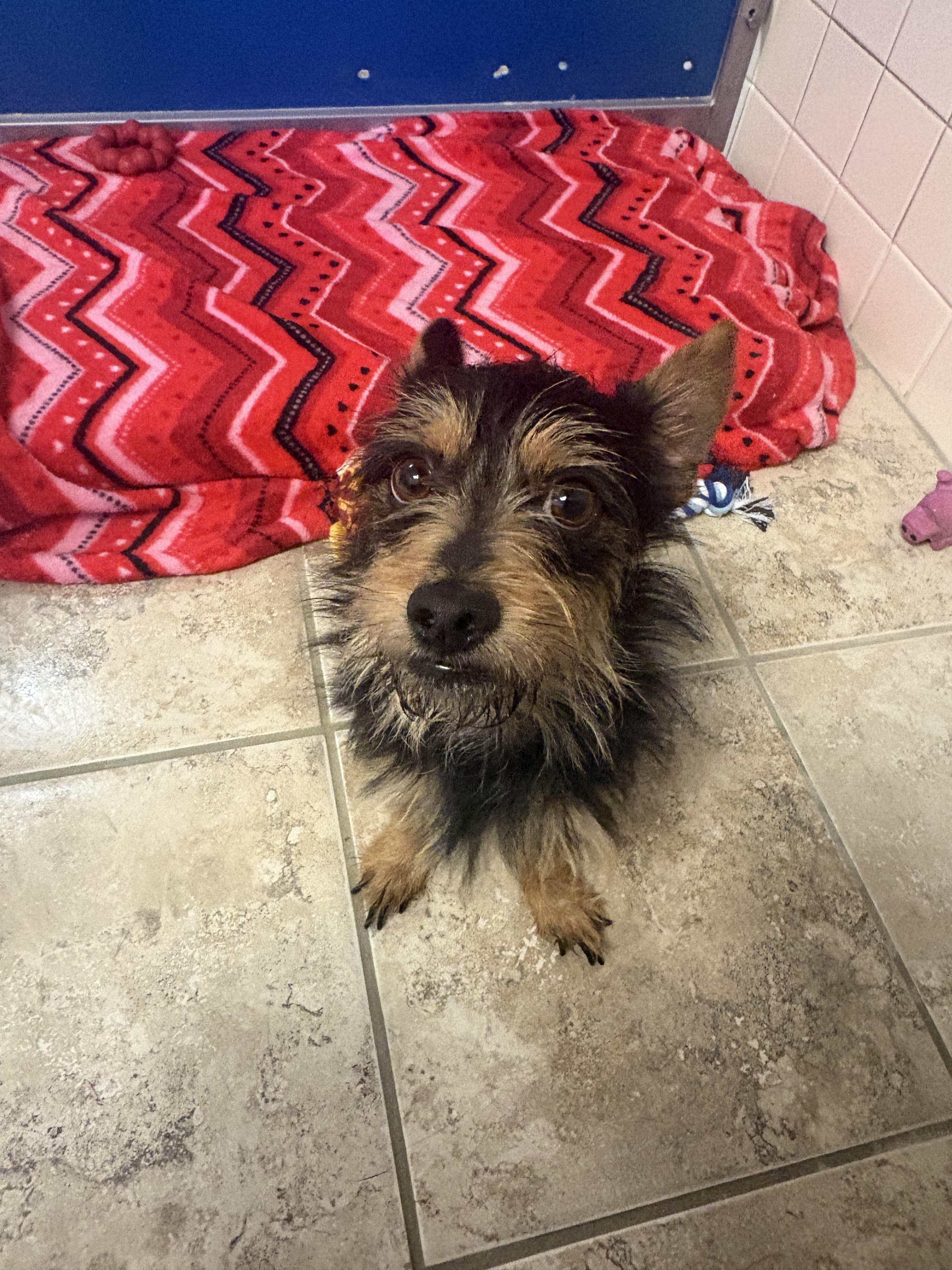Enlarge Stray Terrier, an adopted mixed breed in Hays, KS image 1/5