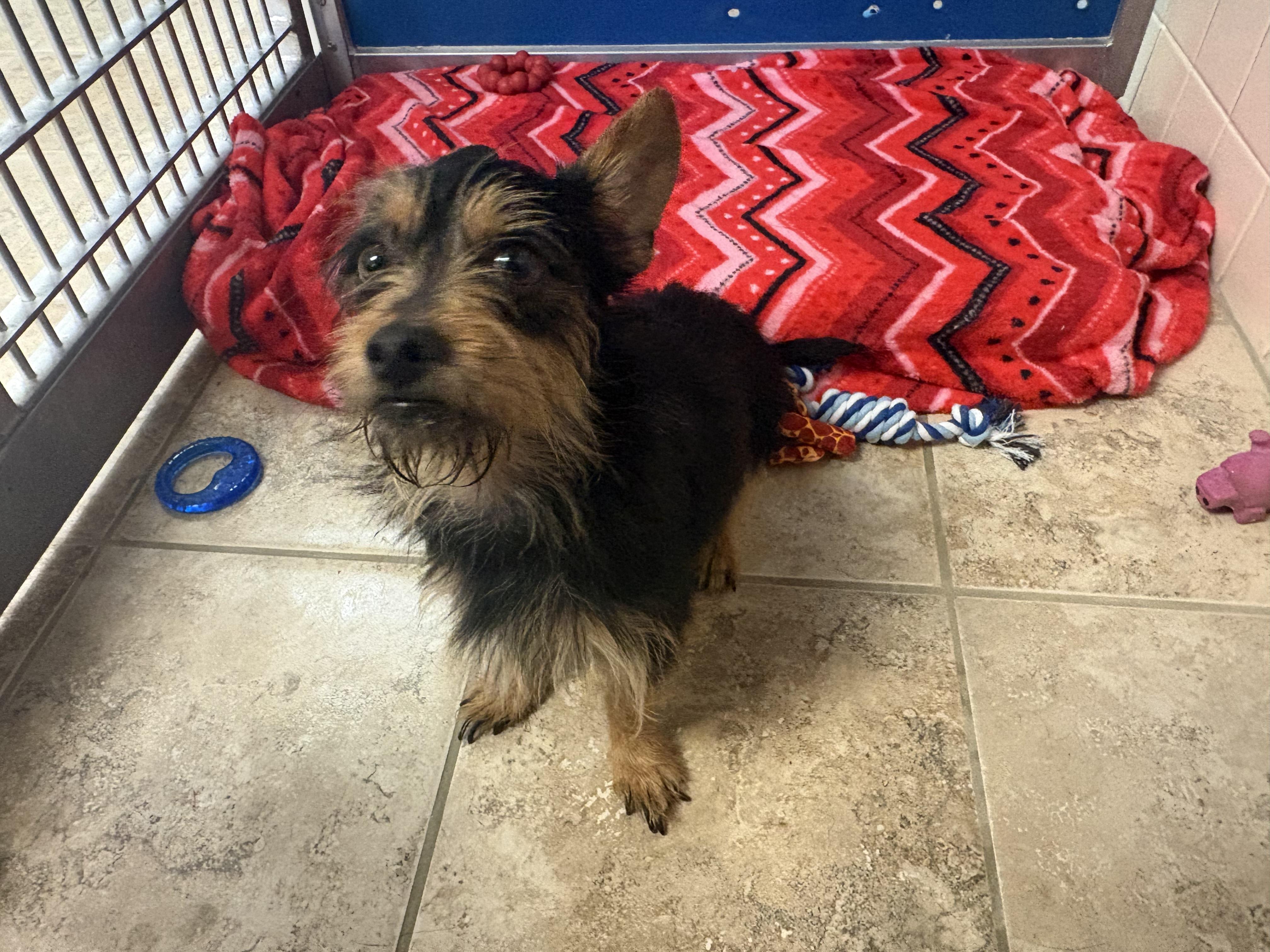 Enlarge Stray Terrier, an adopted mixed breed in Hays, KS image 3/5