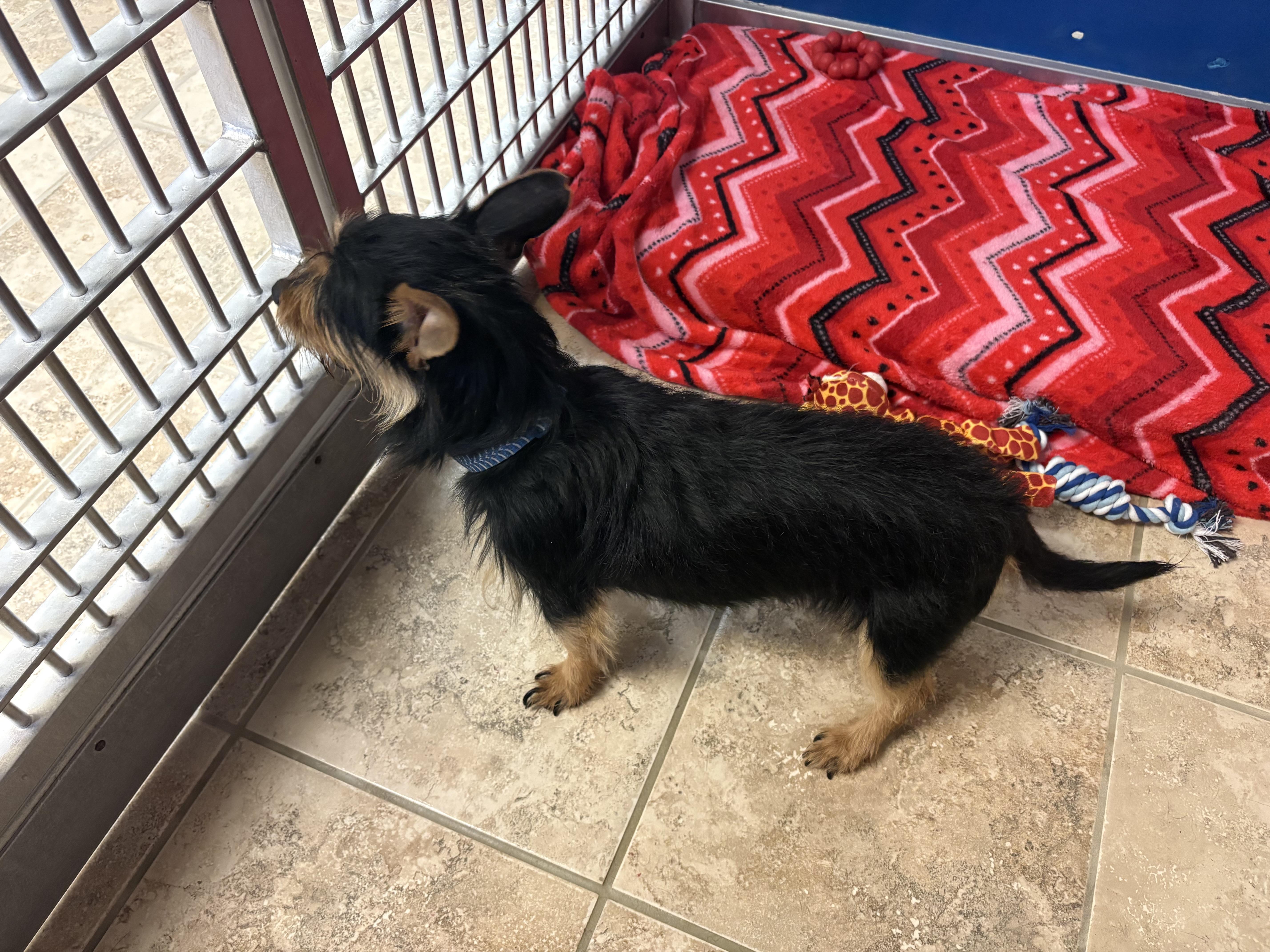 Enlarge Stray Terrier, an adopted mixed breed in Hays, KS image 5/5