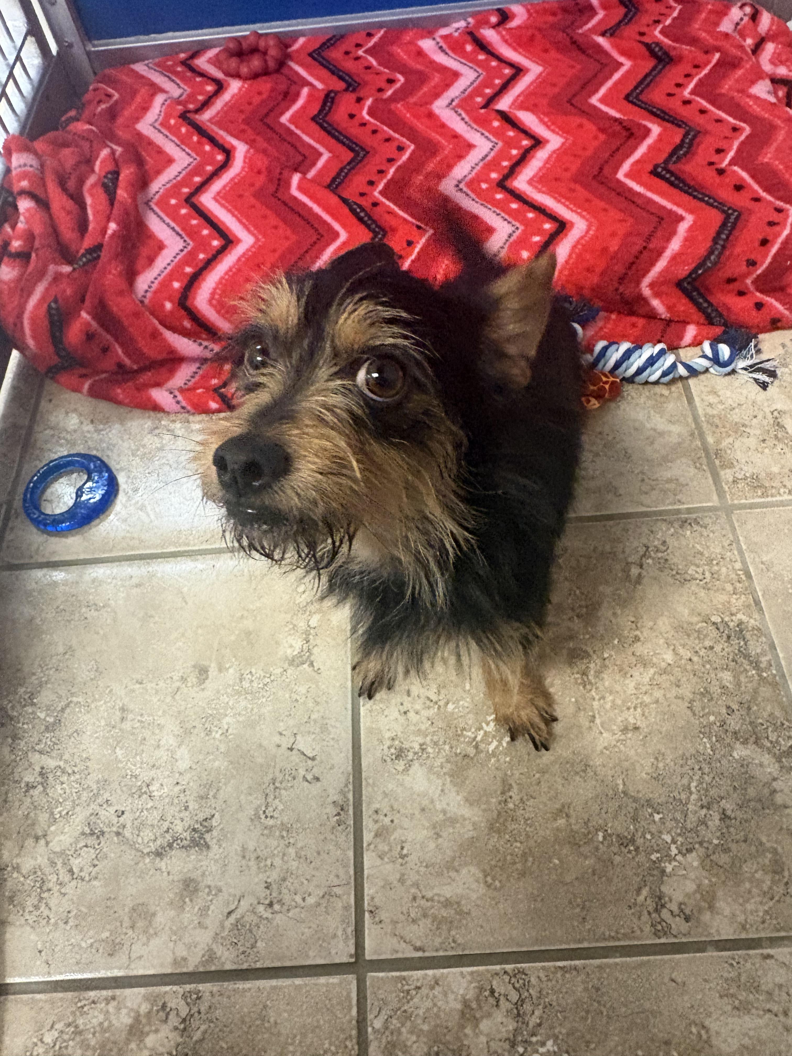 Enlarge Stray Terrier, an adopted mixed breed in Hays, KS image 4/5