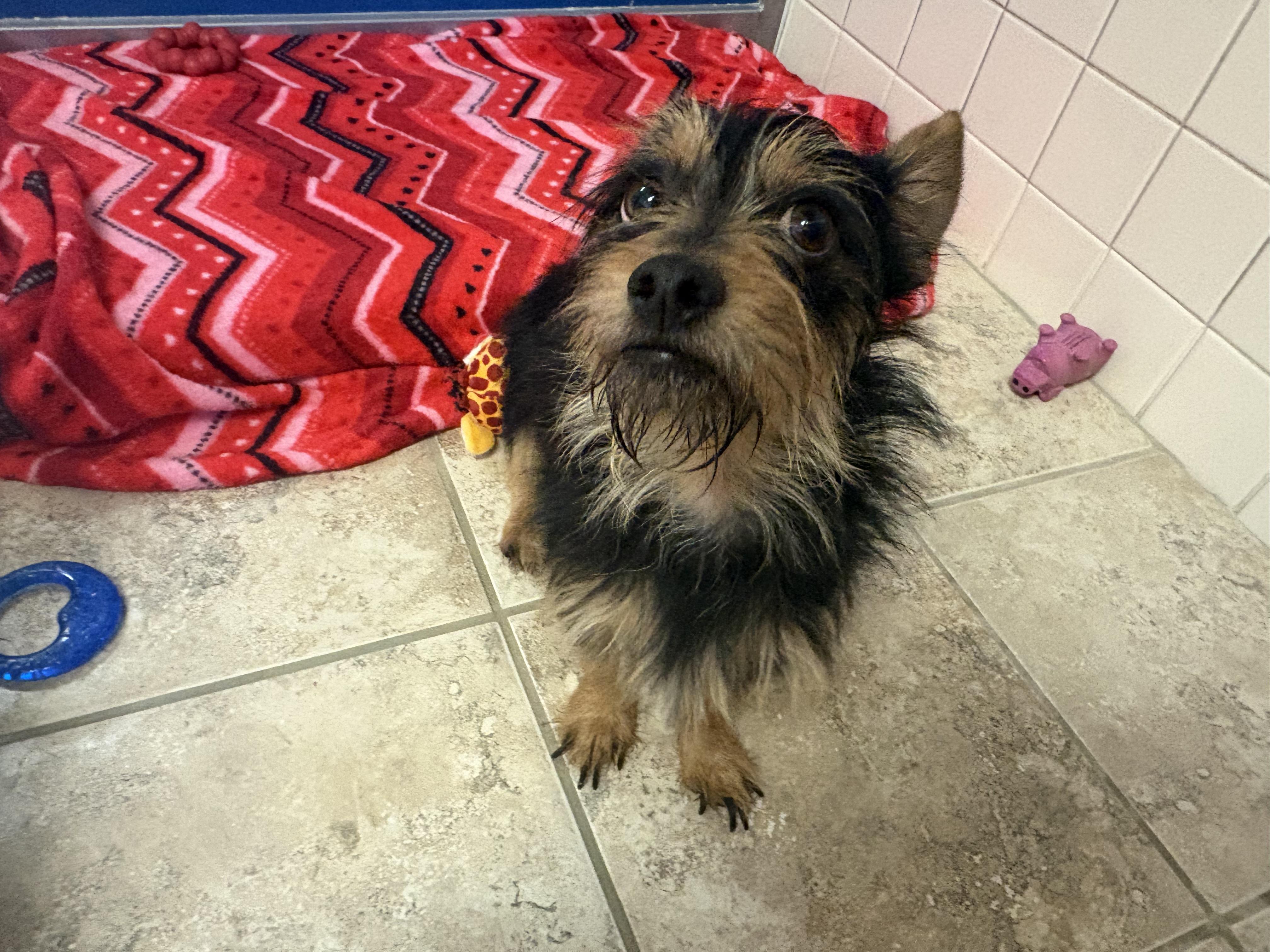 Enlarge Stray Terrier, an adopted mixed breed in Hays, KS image 2/5