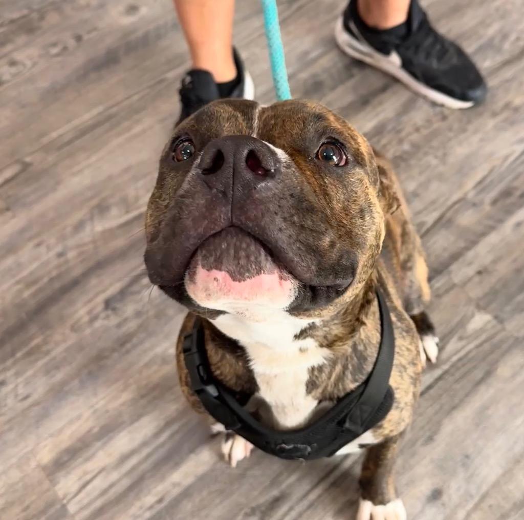 Mogu ( Cell Dog), Adoptable, Young Male American Bulldog & Mixed Breed.