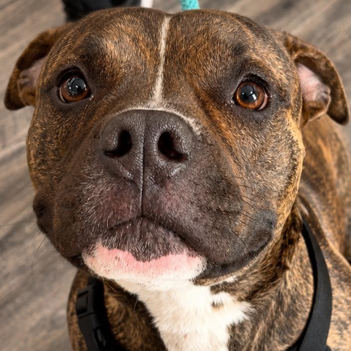 Mogu ( Cell Dog), a Adoptable mixed breed in Labelle, FL image 2/2