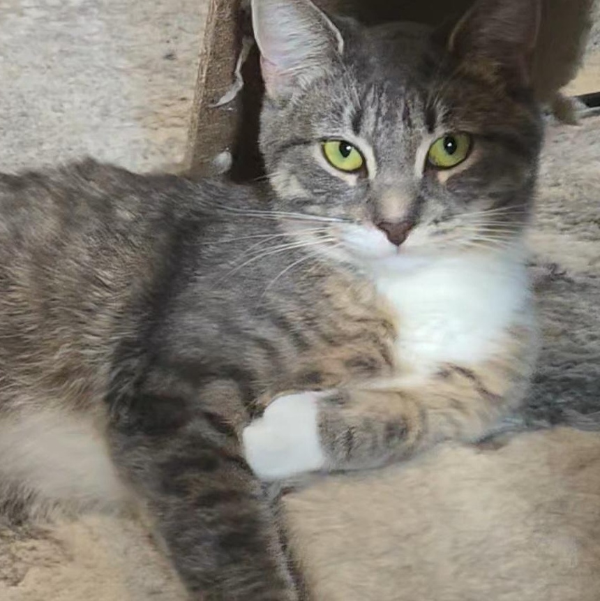 Sassy, ADOPTABLE, Young Female Domestic Short Hair.