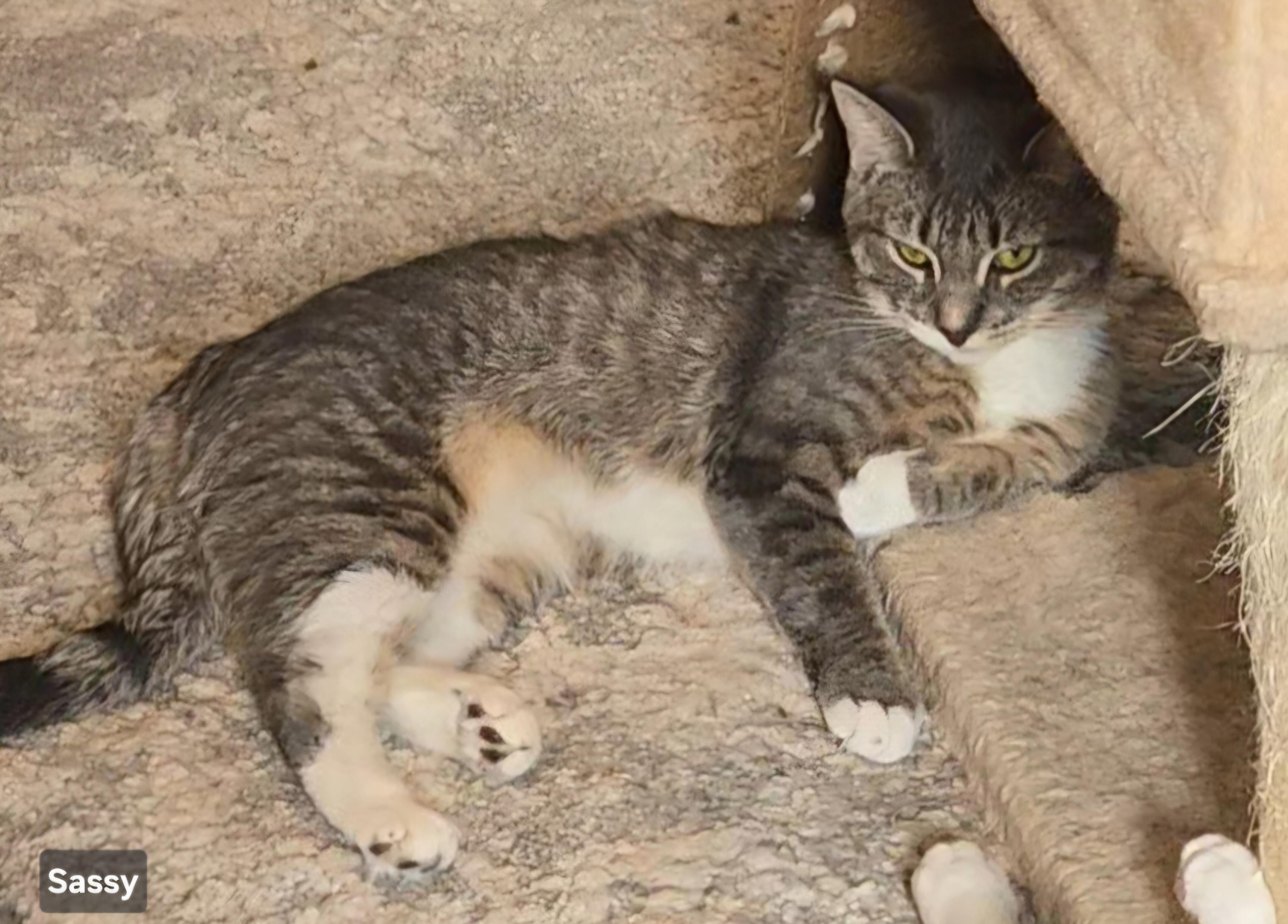 Sassy, a ADOPTABLE Domestic Short Hair in Stevensville, ON image 2/2