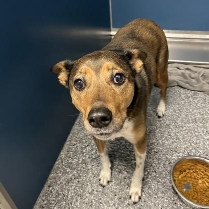 Hatter, ADOPTABLE, Senior Female Mixed Breed.