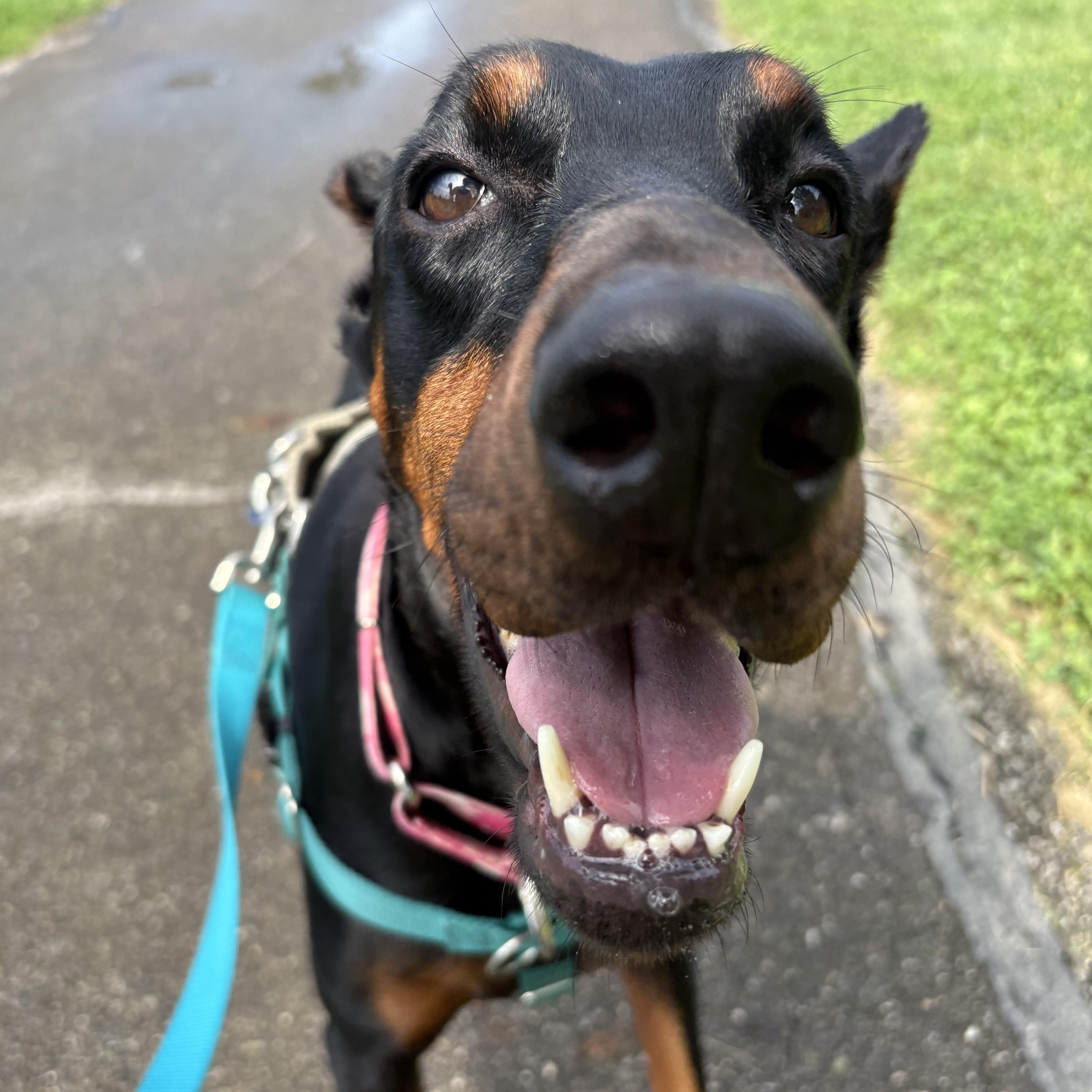 Samba, Adopted, Adult Female Doberman Pinscher.