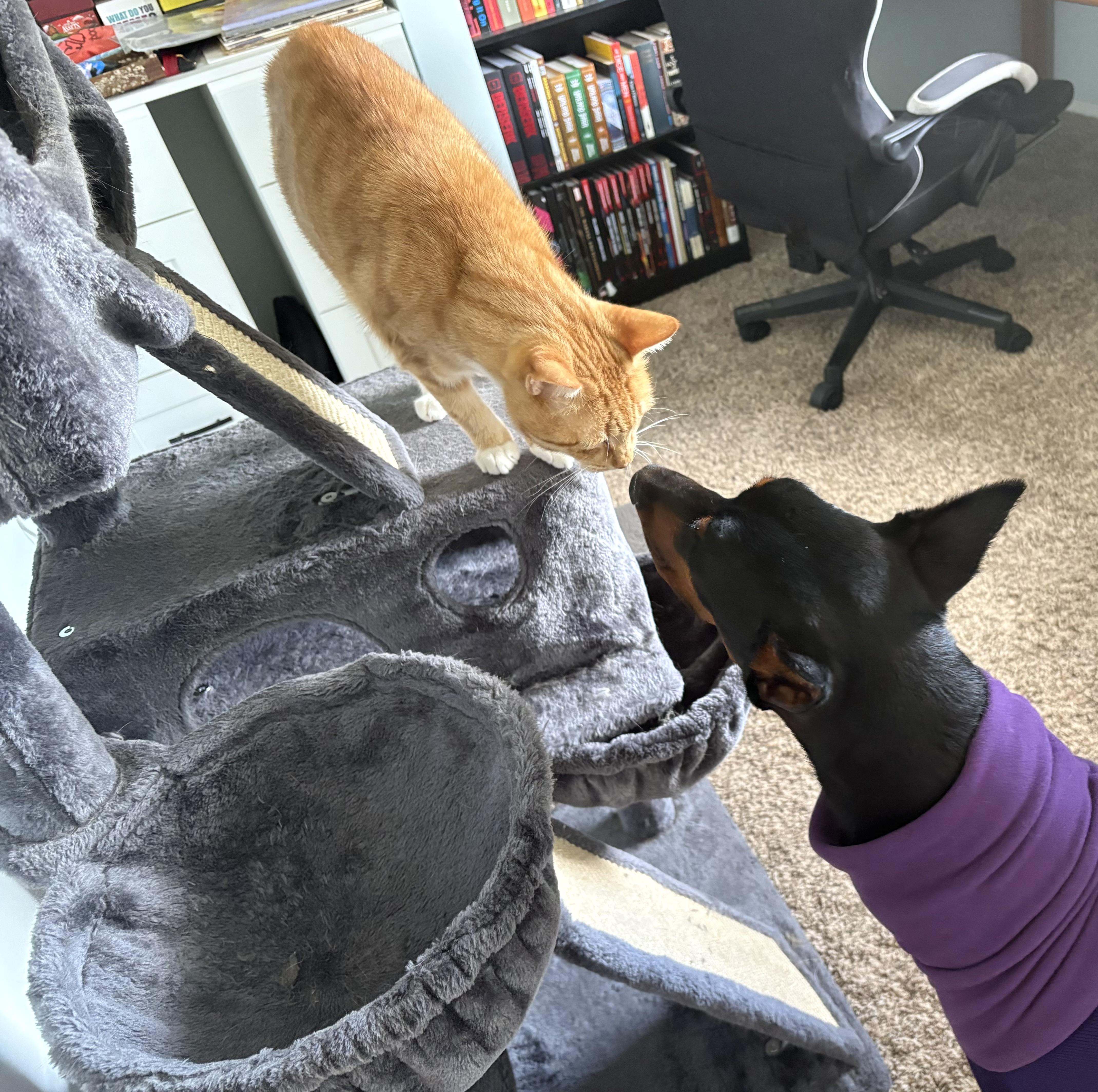 Enlarge Samba, a Adopted Doberman Pinscher in Columbus, OH image 3/6