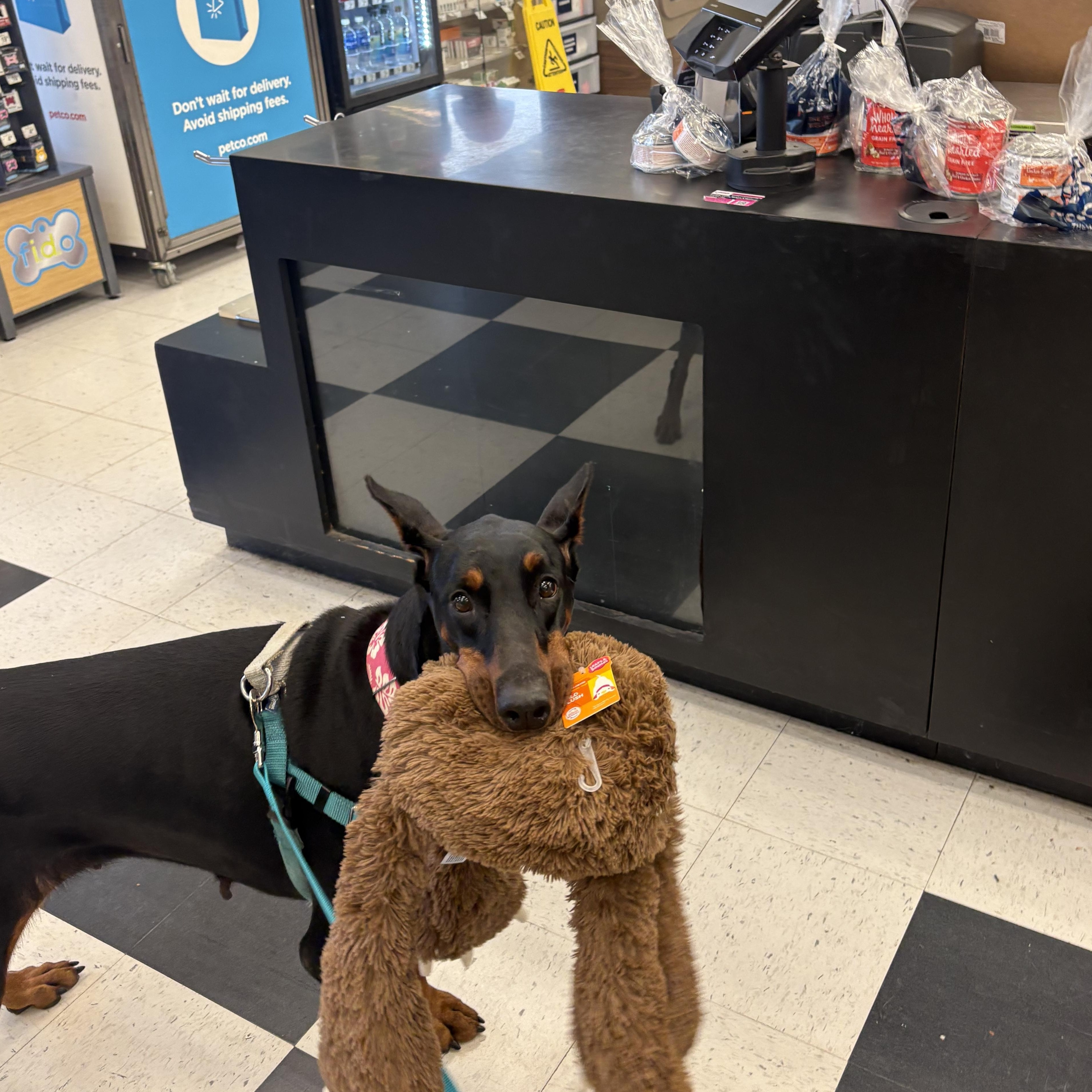 Enlarge Samba, a Adopted Doberman Pinscher in Columbus, OH image 2/6