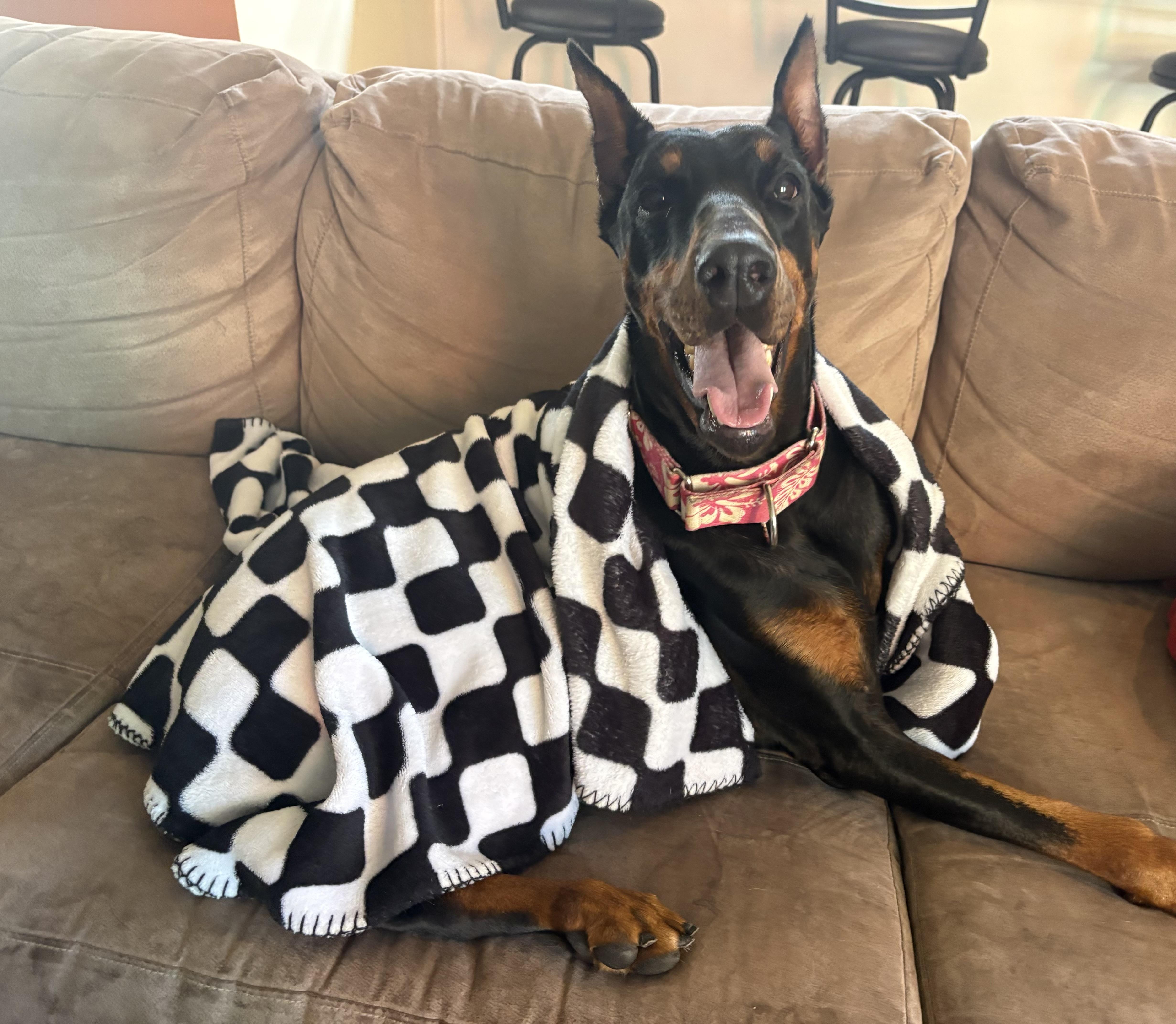Enlarge Samba, a Adopted Doberman Pinscher in Columbus, OH image 4/6
