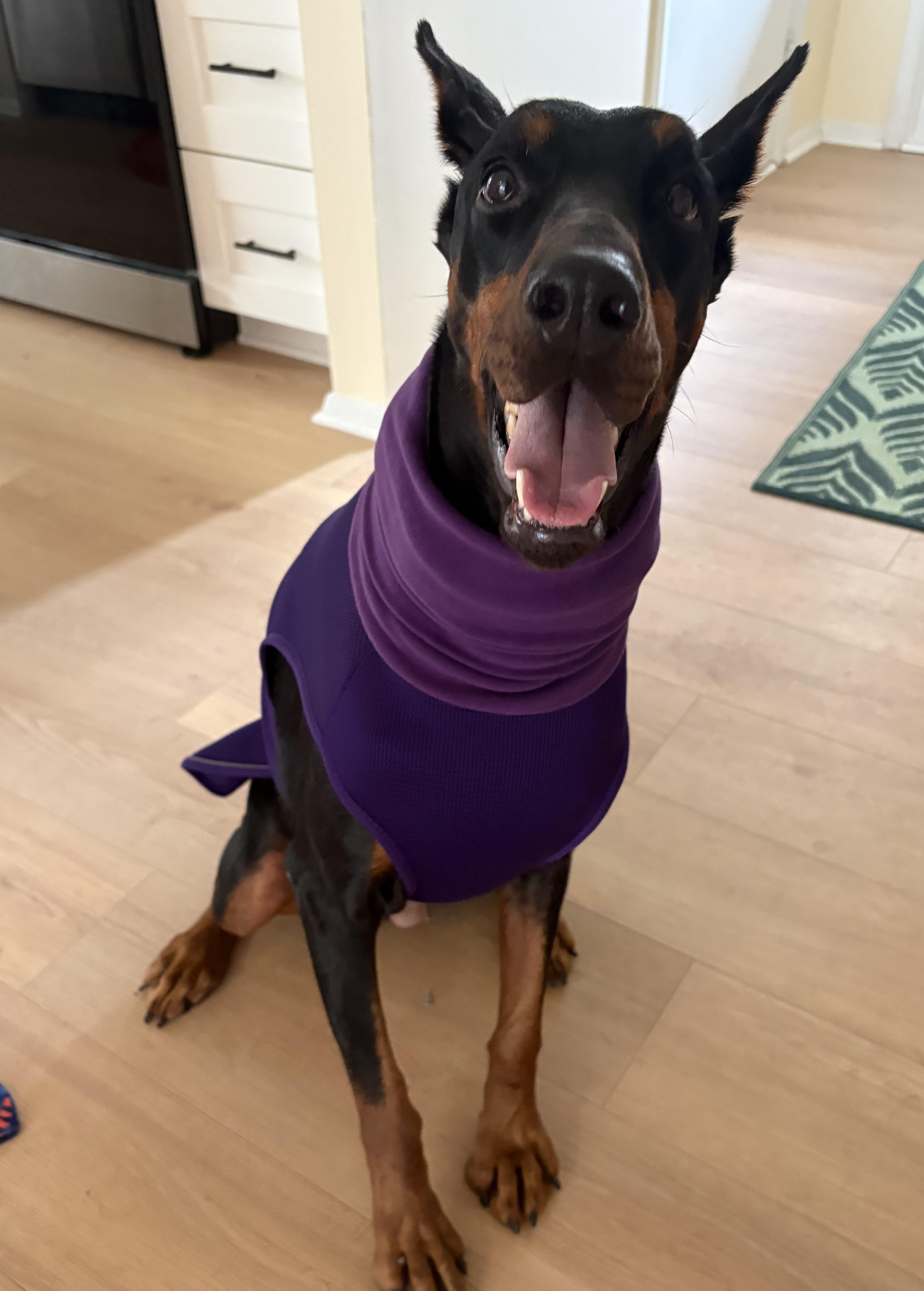 Enlarge Samba, a Adopted Doberman Pinscher in Columbus, OH image 5/6