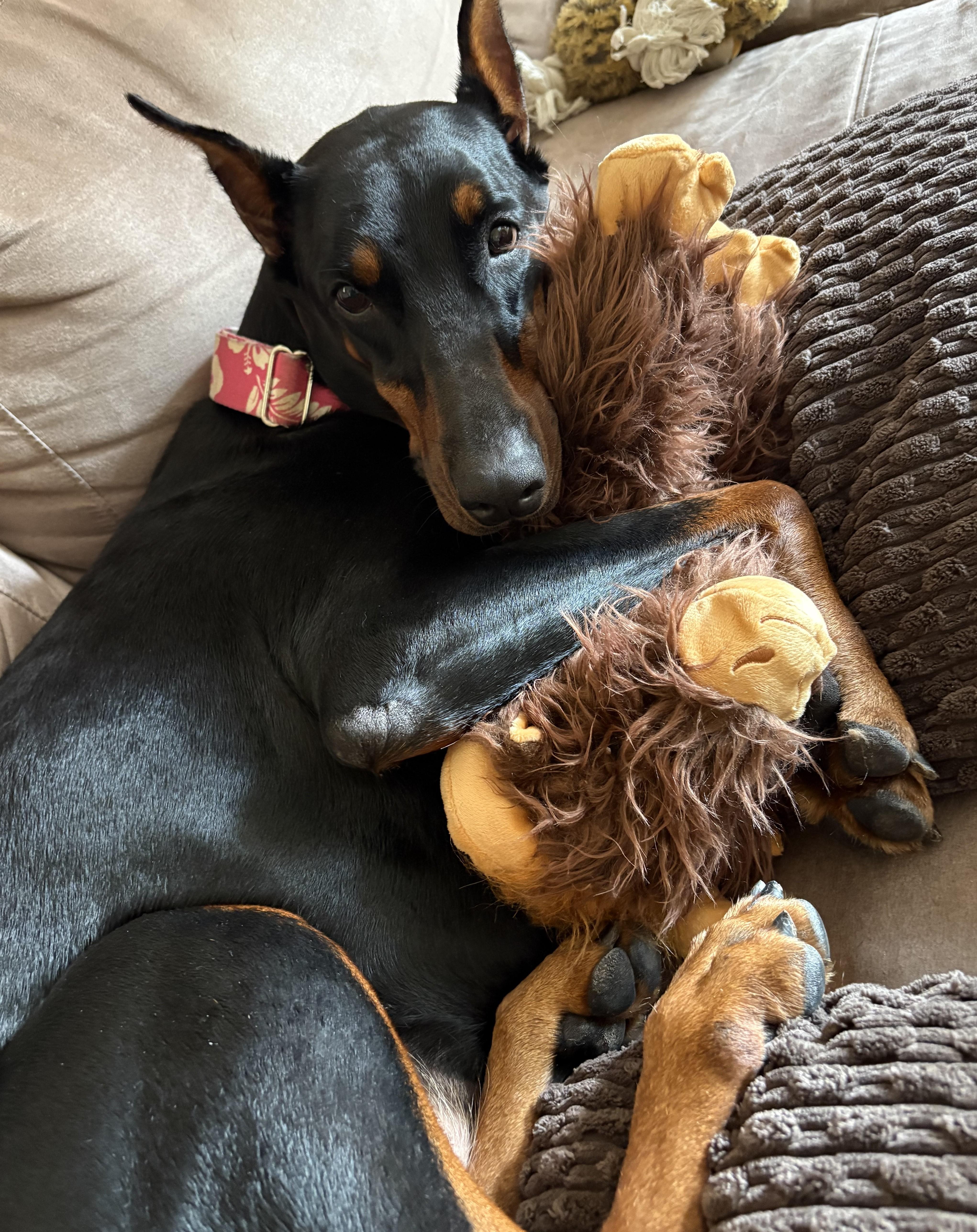 Enlarge Samba, a Adopted Doberman Pinscher in Columbus, OH image 6/6