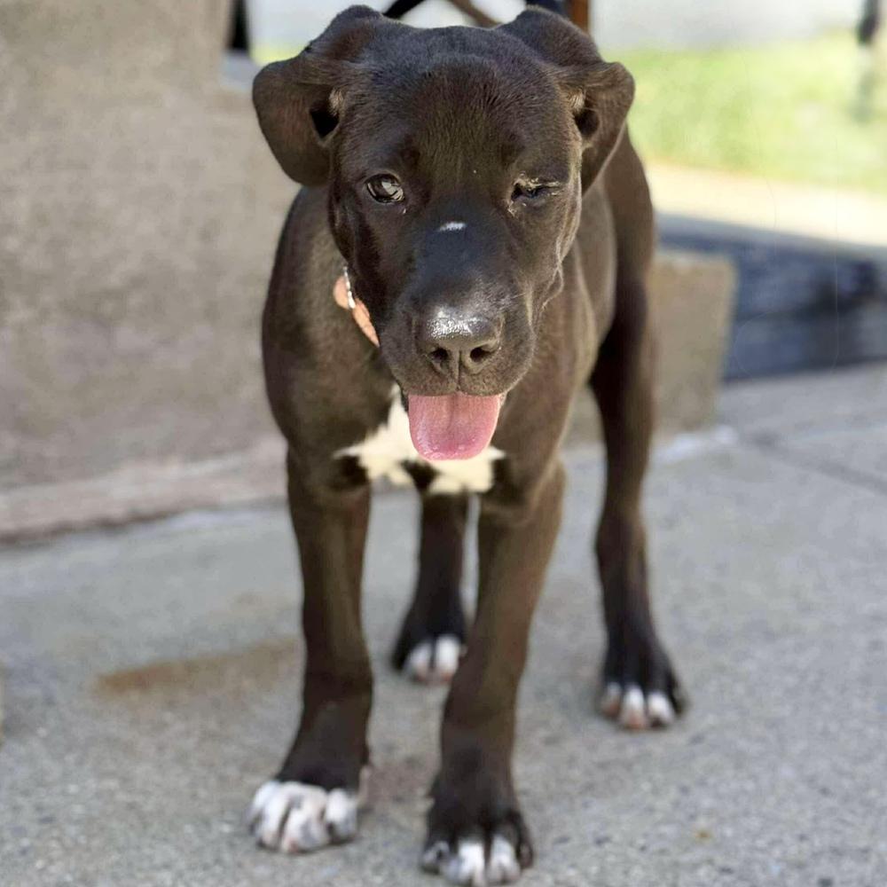 Enlarge Marie Laveau, a Adoptable mixed breed in Long Island City, NY image 1/4
