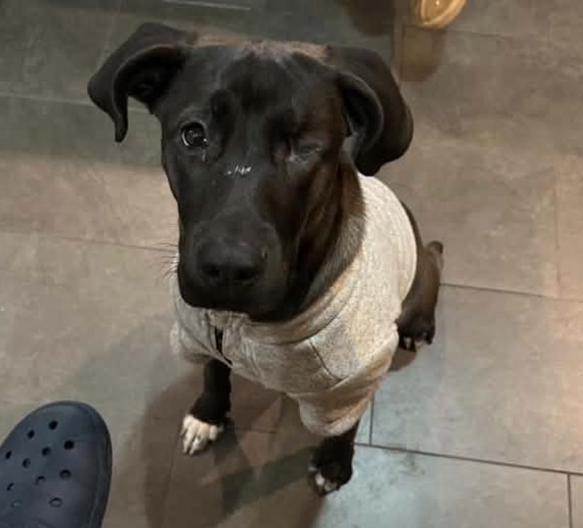Enlarge Marie Laveau, a Adoptable mixed breed in Long Island City, NY image 2/4