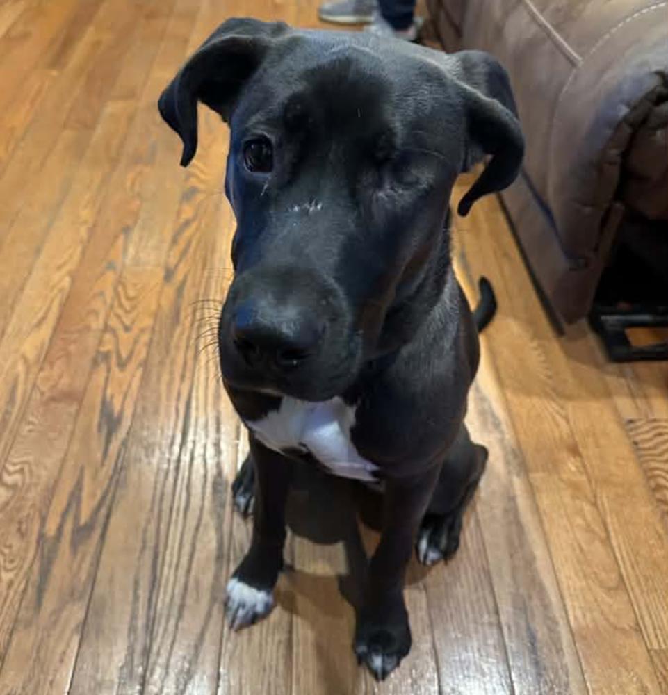 Enlarge Marie Laveau, a Adoptable mixed breed in Long Island City, NY image 3/4