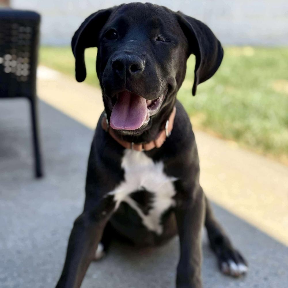 Enlarge Marie Laveau, a Adoptable mixed breed in Long Island City, NY image 4/4