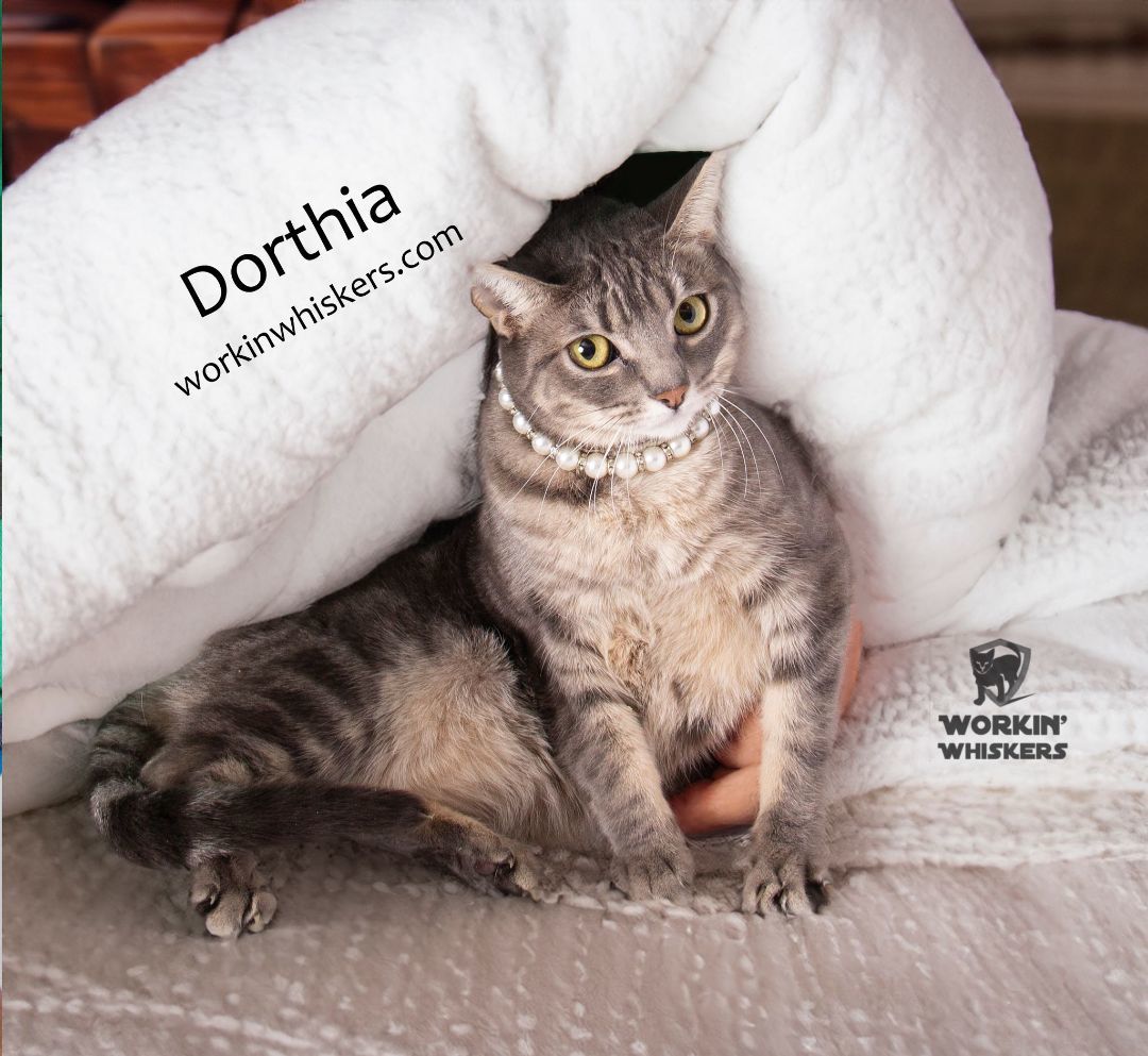Enlarge DORATHIA, a Adoptable mixed breed in Murrieta, CA image 1/6