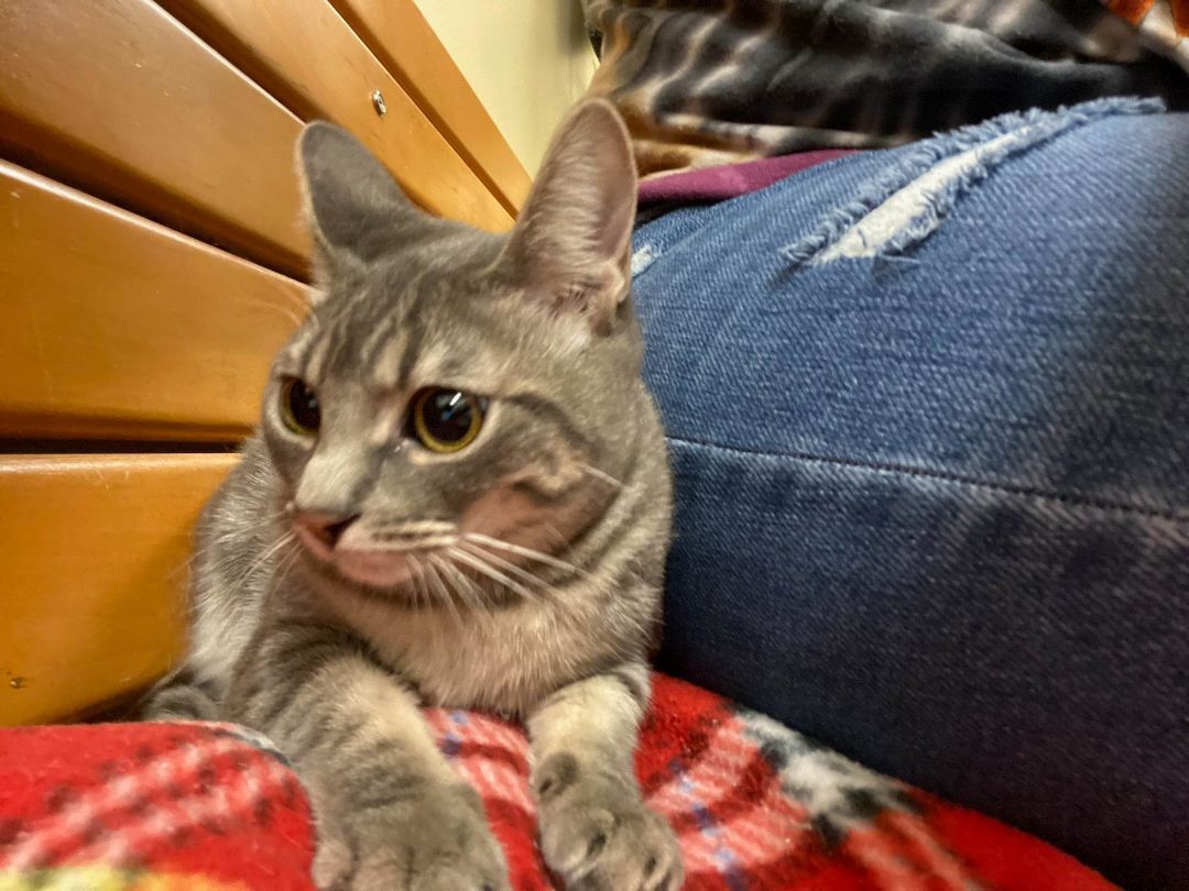 Enlarge DORATHIA, a Adoptable mixed breed in Murrieta, CA image 3/6