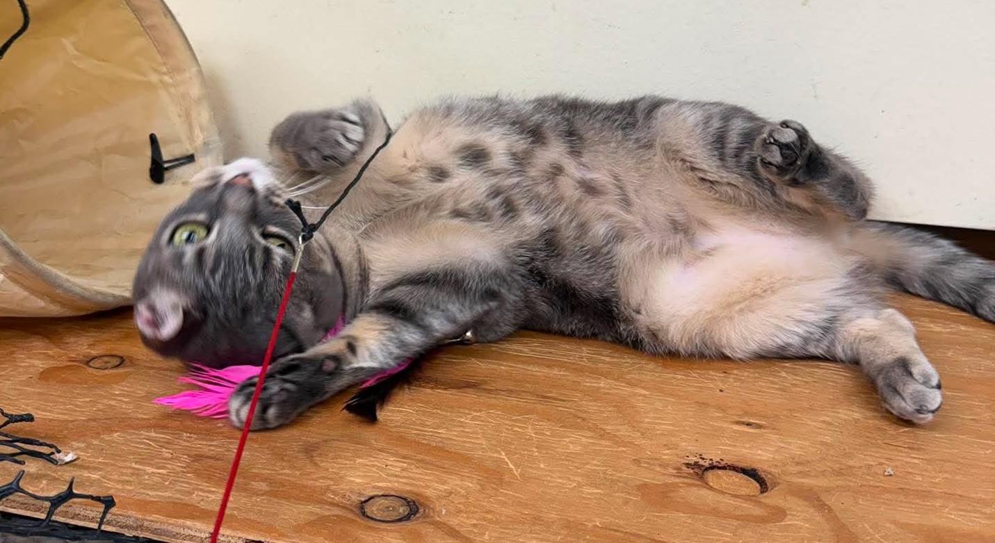 DORATHIA, a Adoptable mixed breed in HEMET, CA image 3/6