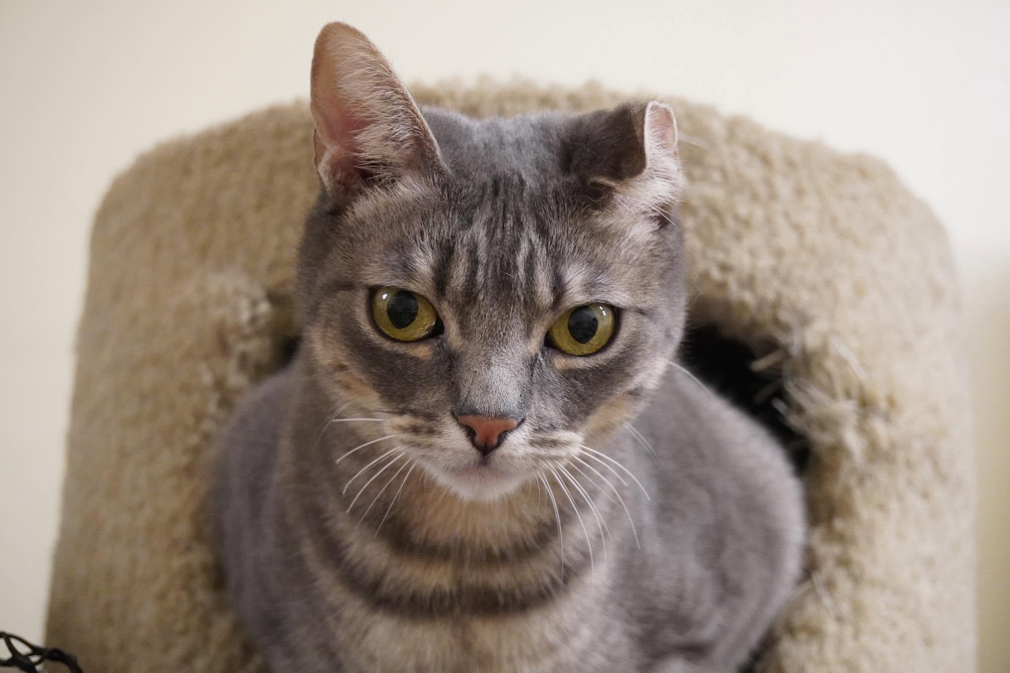 DORATHIA, a Adoptable mixed breed in HEMET, CA image 4/6