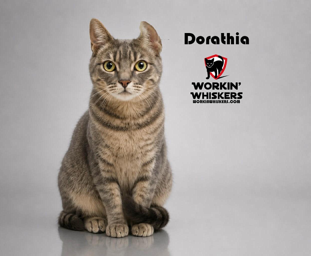 DORATHIA, Adoptable, Young Female Tabby & Domestic Short Hair.