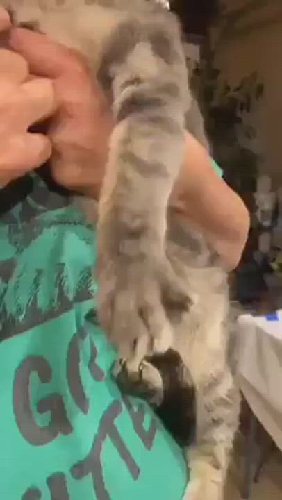 Enlarge DORATHIA, a Adoptable mixed breed in Murrieta, CA video 6/6