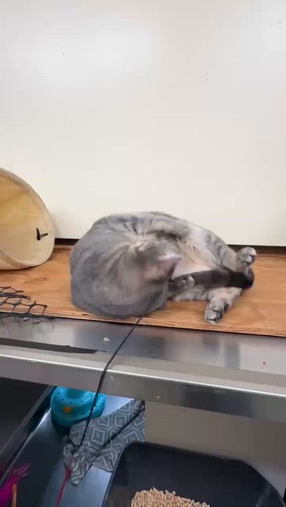 Enlarge DORATHIA, a Adoptable mixed breed in HEMET, CA video 6/6