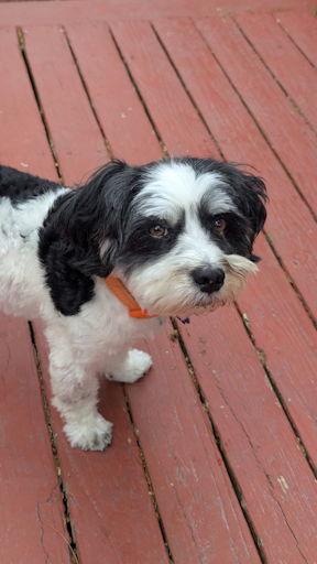 Junior in MI - Adopted / Happy Beginnings 09/25/20, Adopted, Adult Male Havanese.