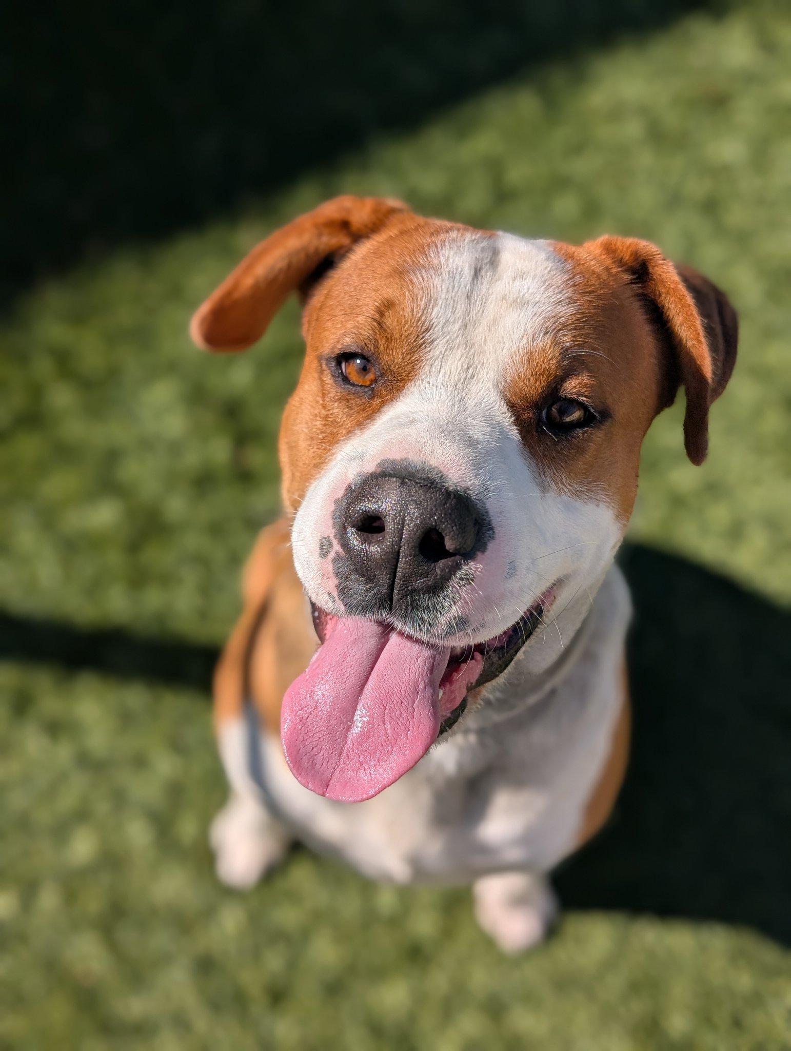 Enlarge Chevy, a Adoptable Mixed Breed in Roseville, CA image 1/2