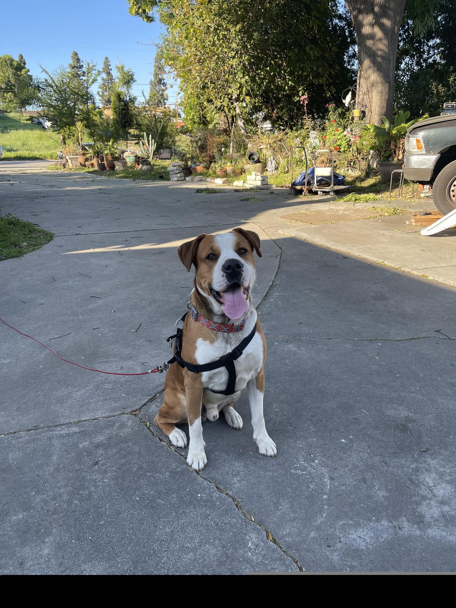 Enlarge Chevy, a Adoptable Mixed Breed in Roseville, CA image 2/2