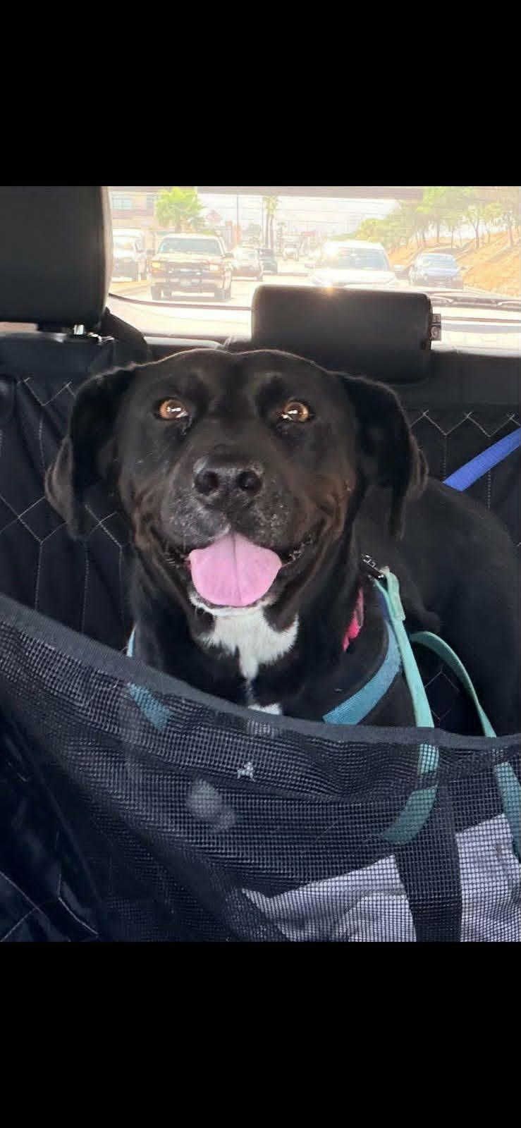 Enlarge Princess, a ADOPTABLE mixed breed in Carlsbad, CA image 4/4