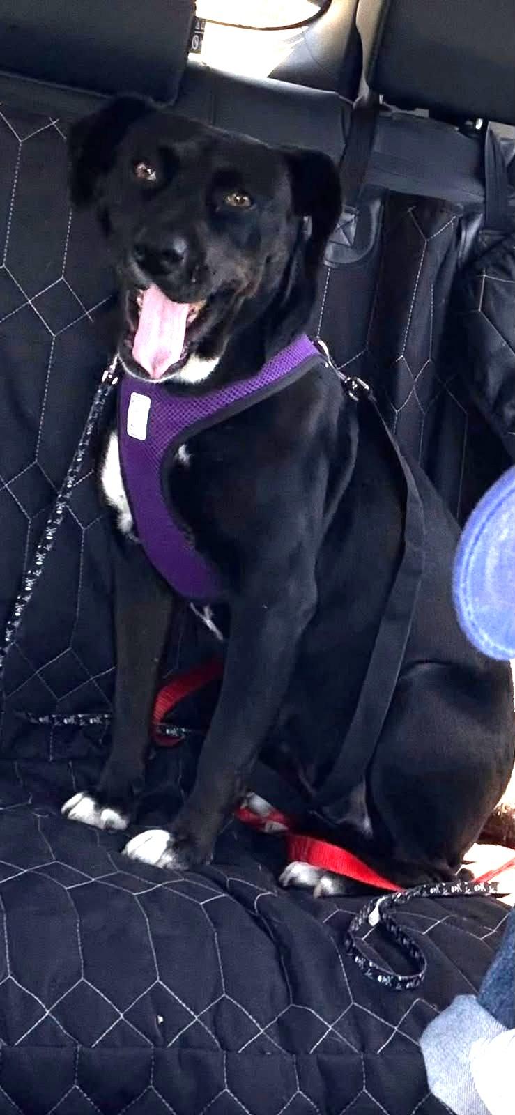 Princess, ADOPTABLE, Young Female Black Labrador Retriever.