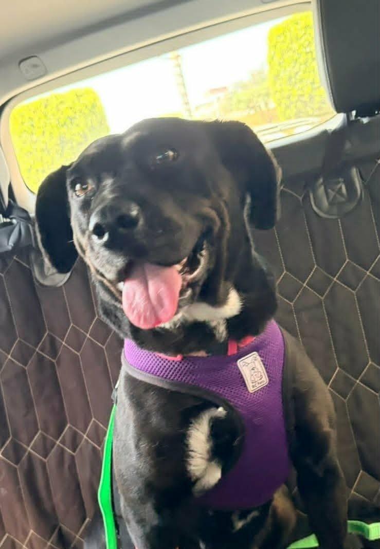 Enlarge Princess, a ADOPTABLE mixed breed in Carlsbad, CA image 2/4