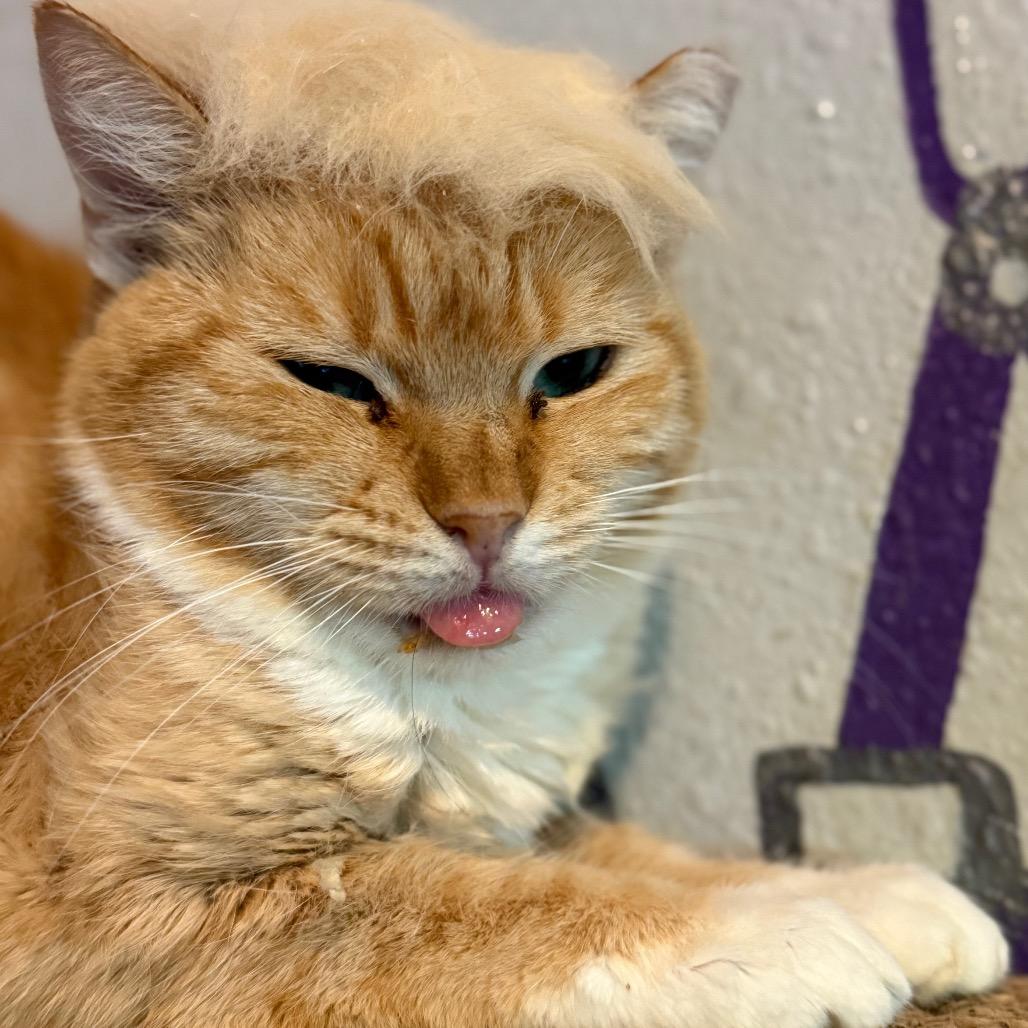 Enlarge Blep, a Adoptable Domestic Short Hair in Los Angeles, CA image 1/4