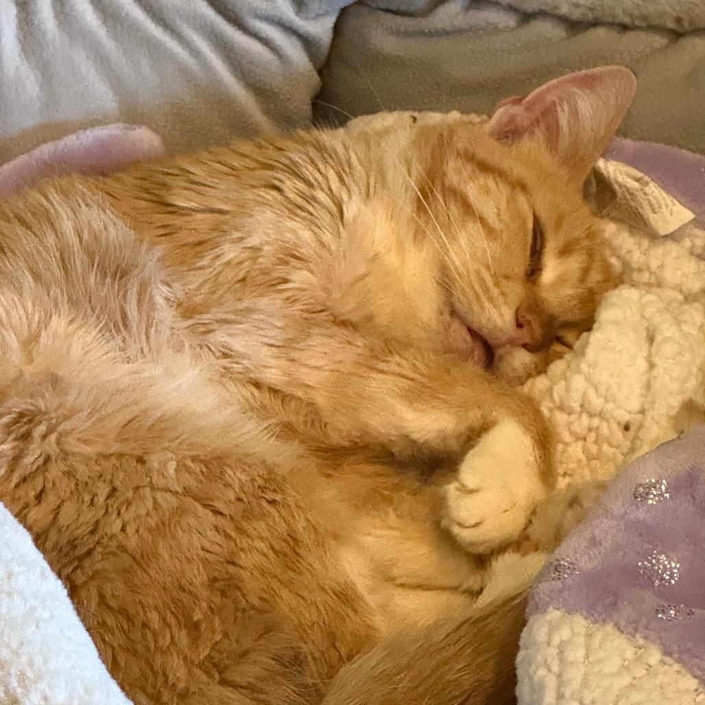 Enlarge Blep, a Adoptable Domestic Short Hair in Los Angeles, CA image 2/4