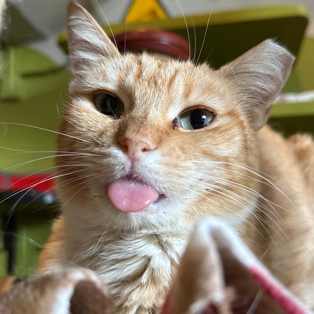 Enlarge Blep, a Adoptable Domestic Short Hair in Los Angeles, CA image 3/4