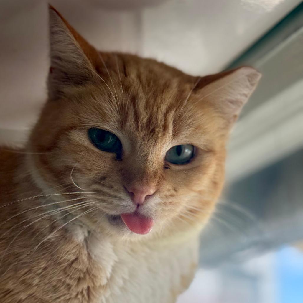 Blep, Adoptable, Adult Female Domestic Short Hair.